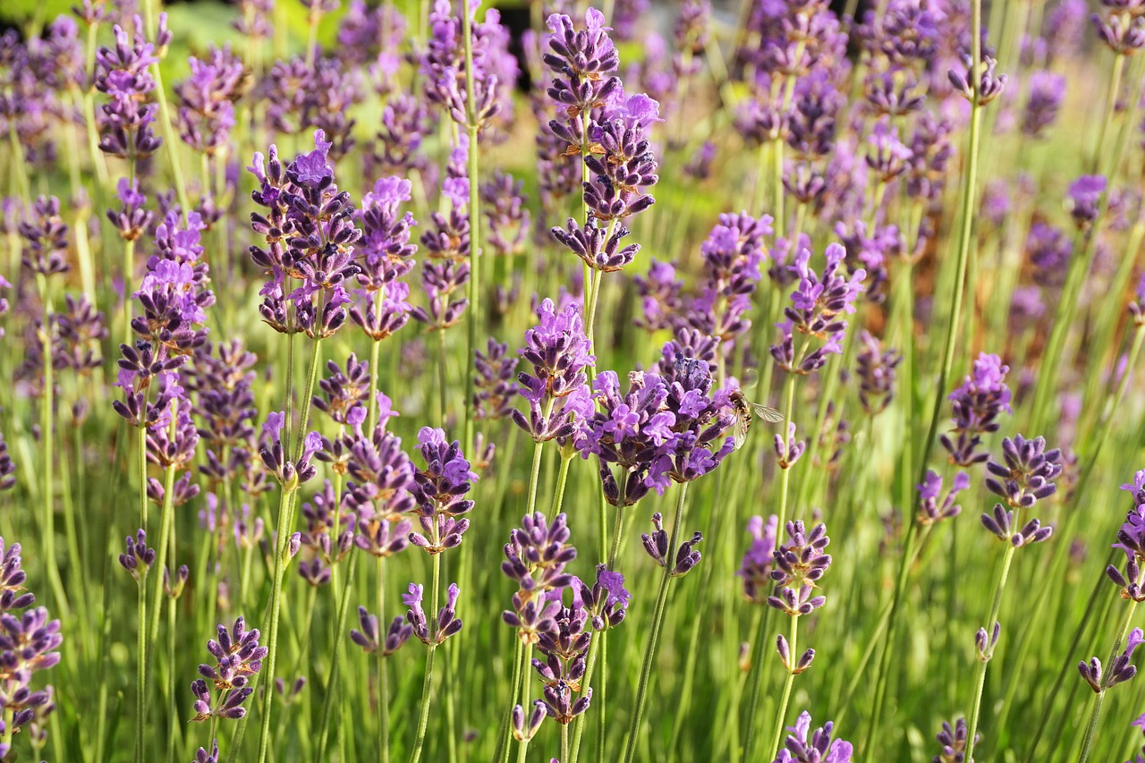lavender flowers nature free photo