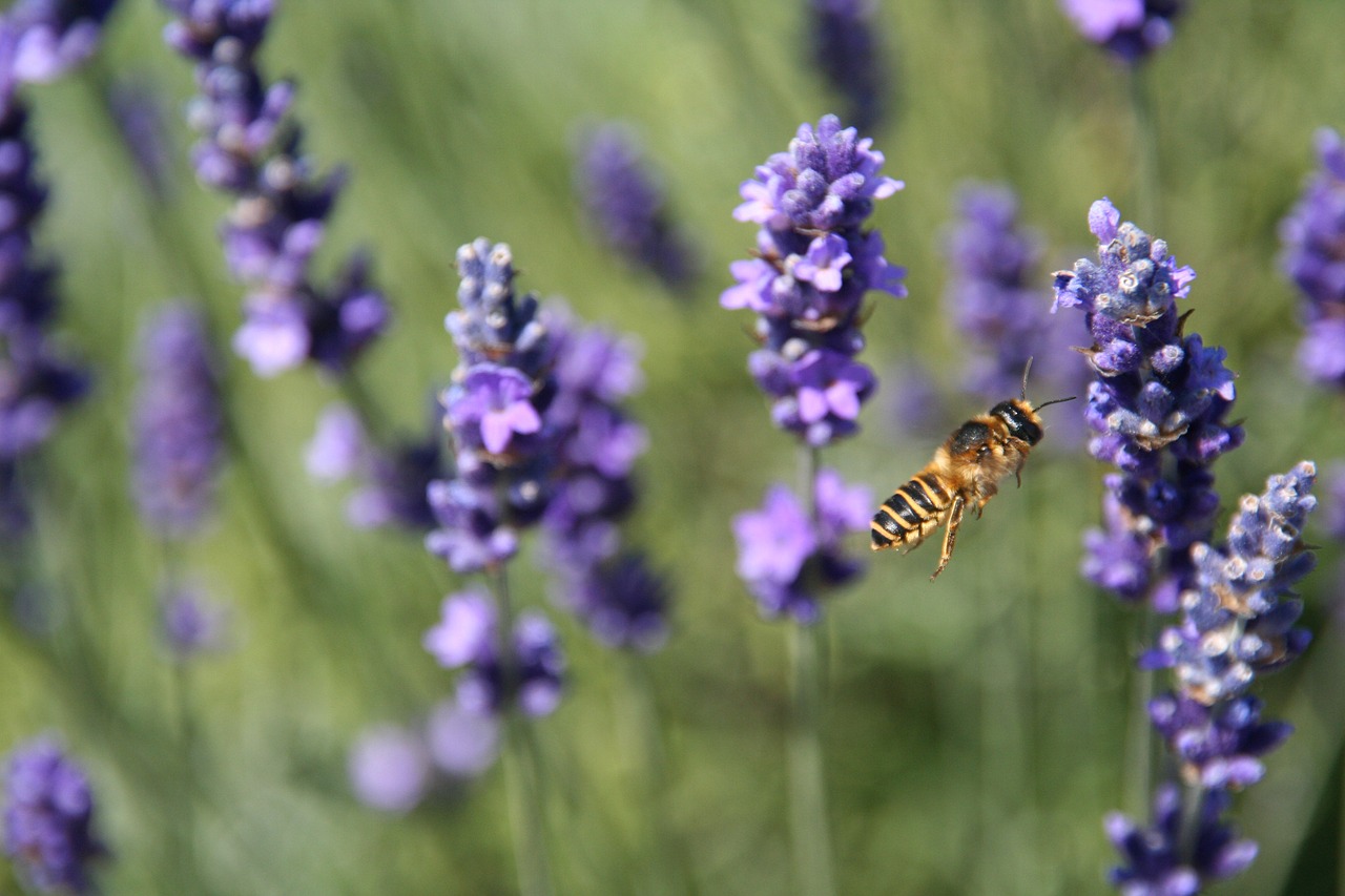 lavender bee nature free photo