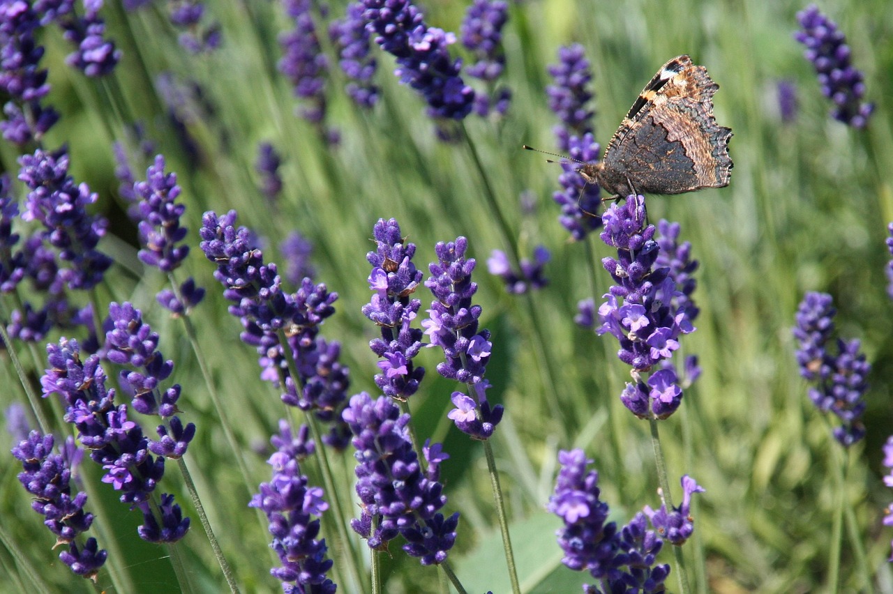 lavender butterfly violet free photo