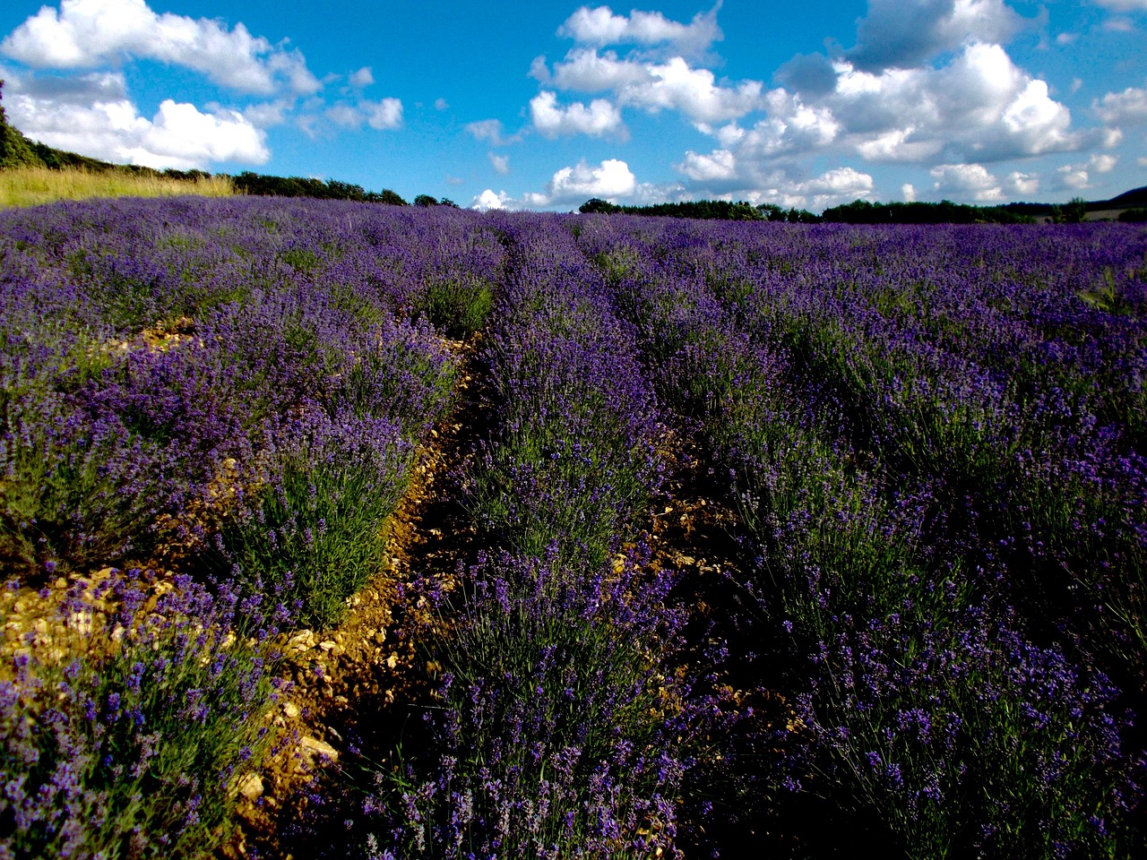 lavender lavender field lavandula angustifolia free photo