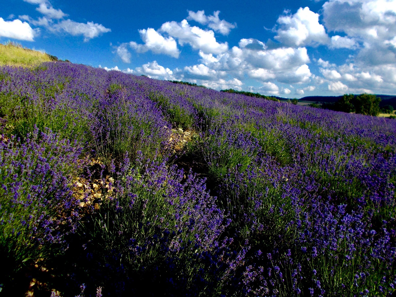 lavender lavender field lavandula angustifolia free photo