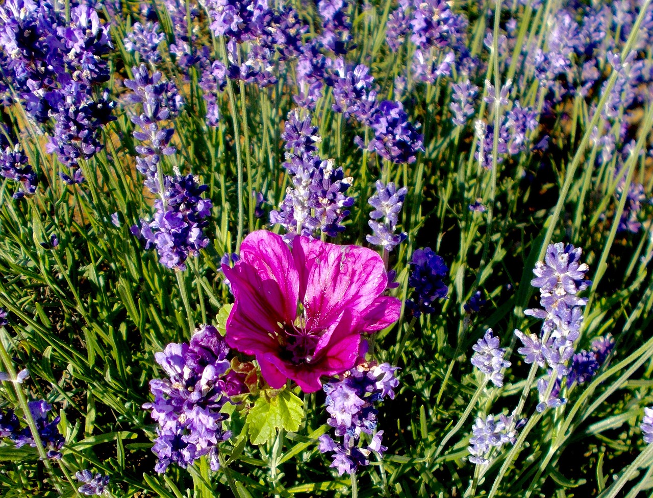 lavender lavender flowers mallow free photo