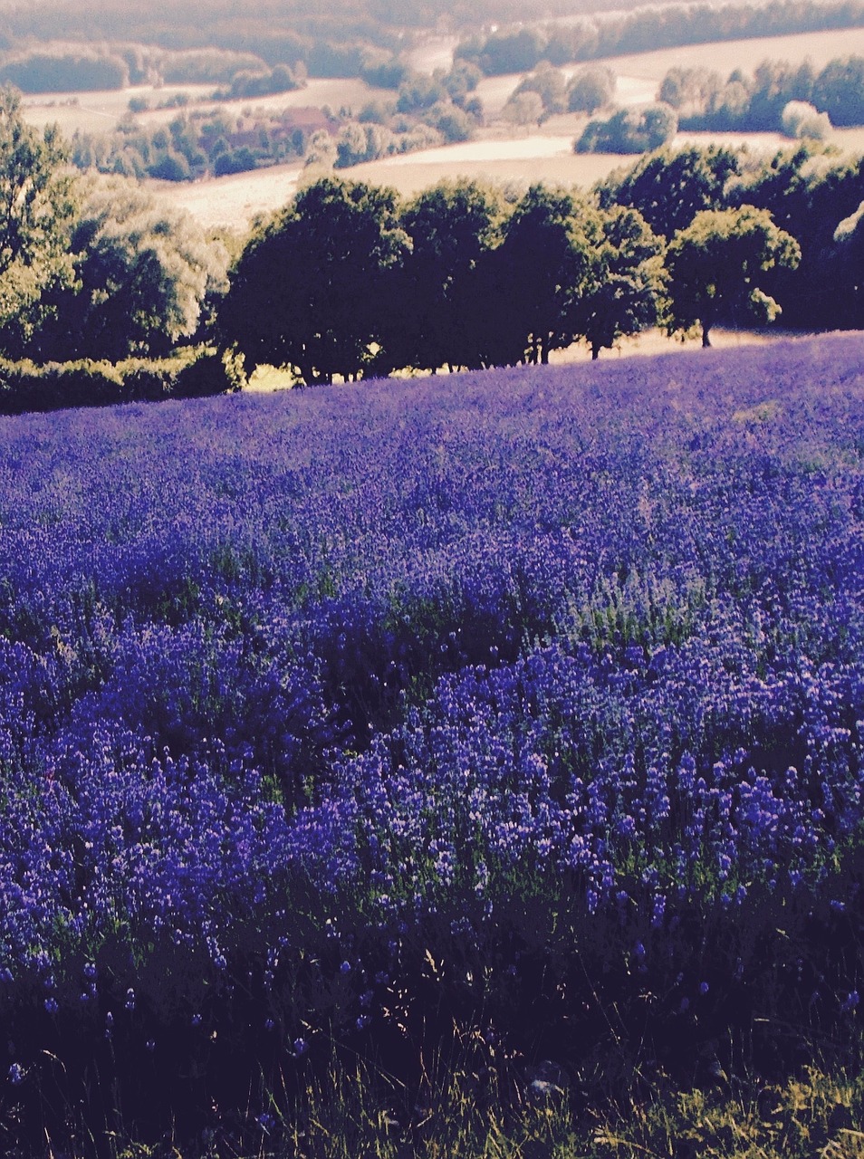 lavender lavender field lavandula officinalis free photo