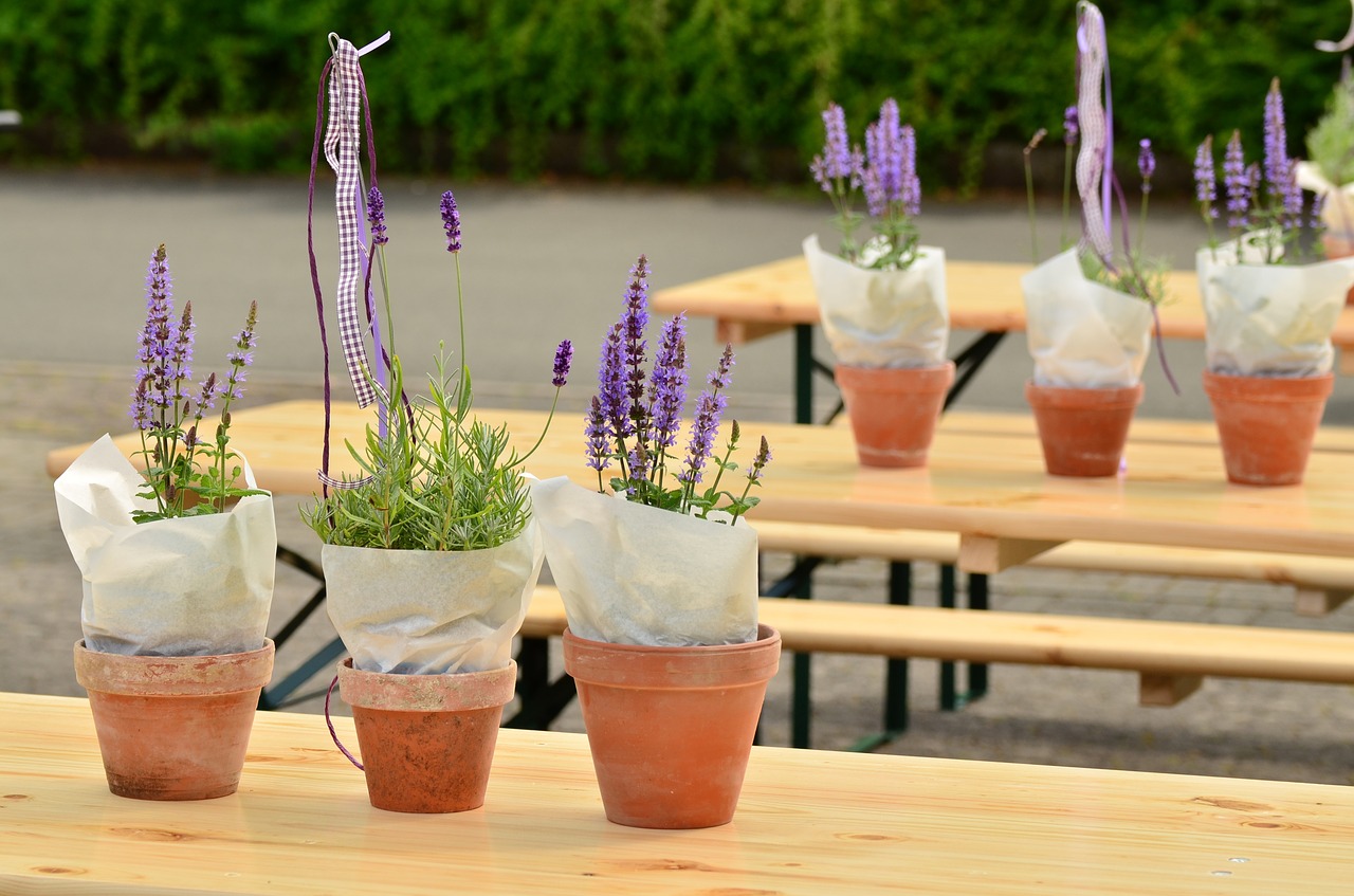 lavender flower pots beer tent set free photo