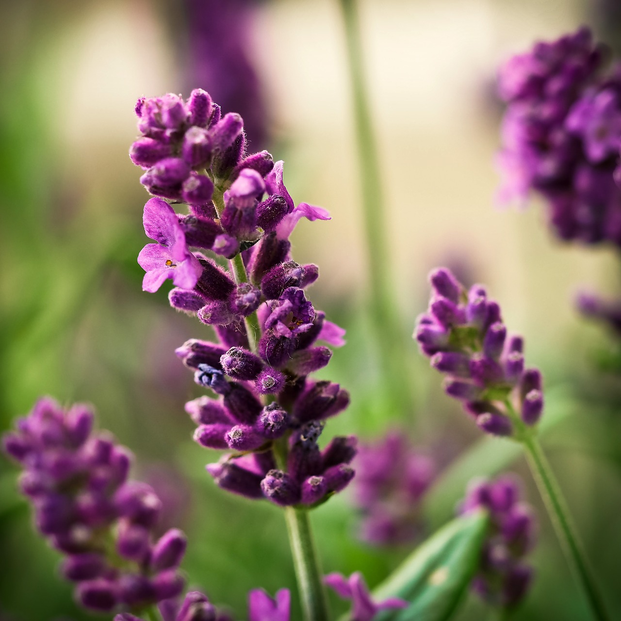 lavender flower purple free photo