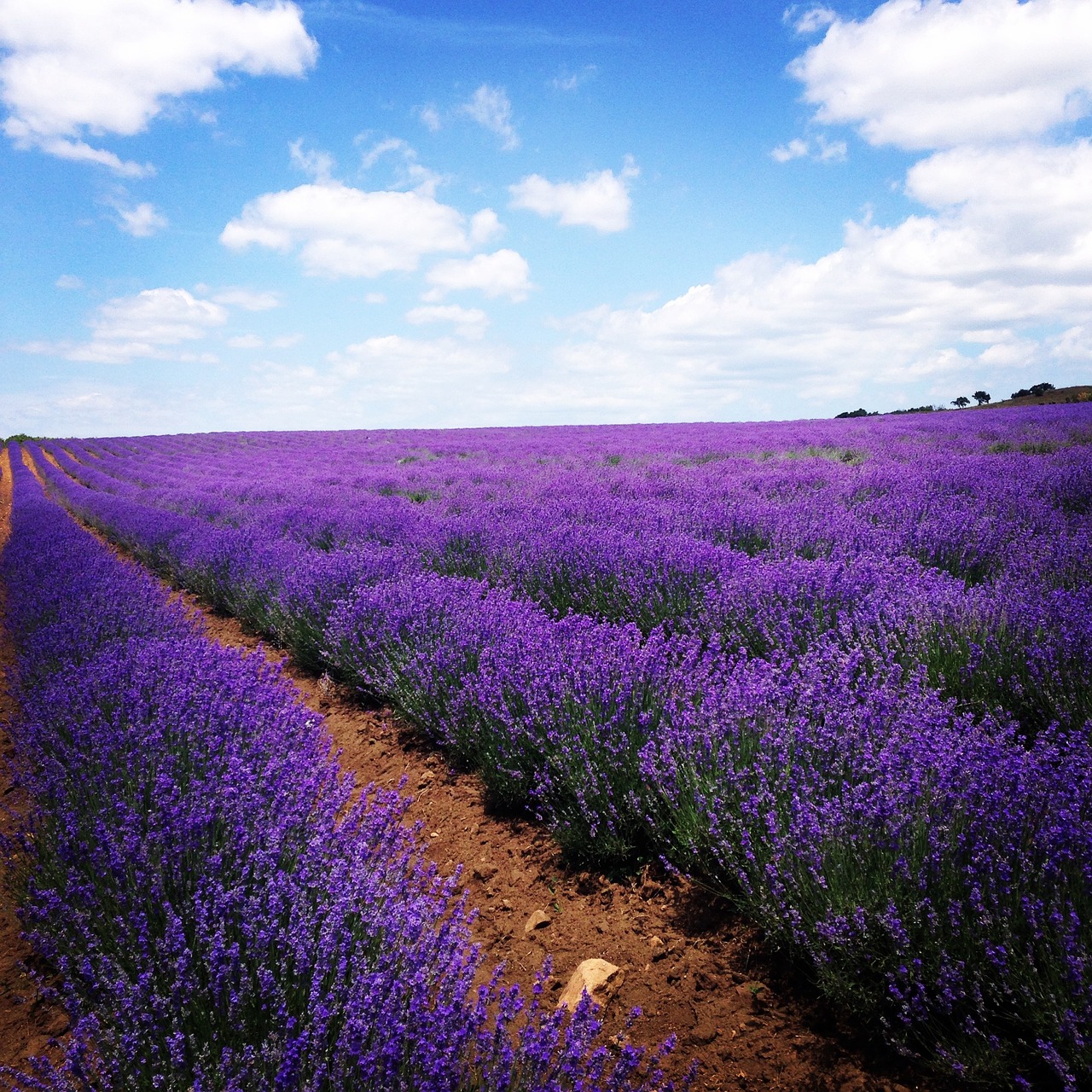 lavender field flowers free photo