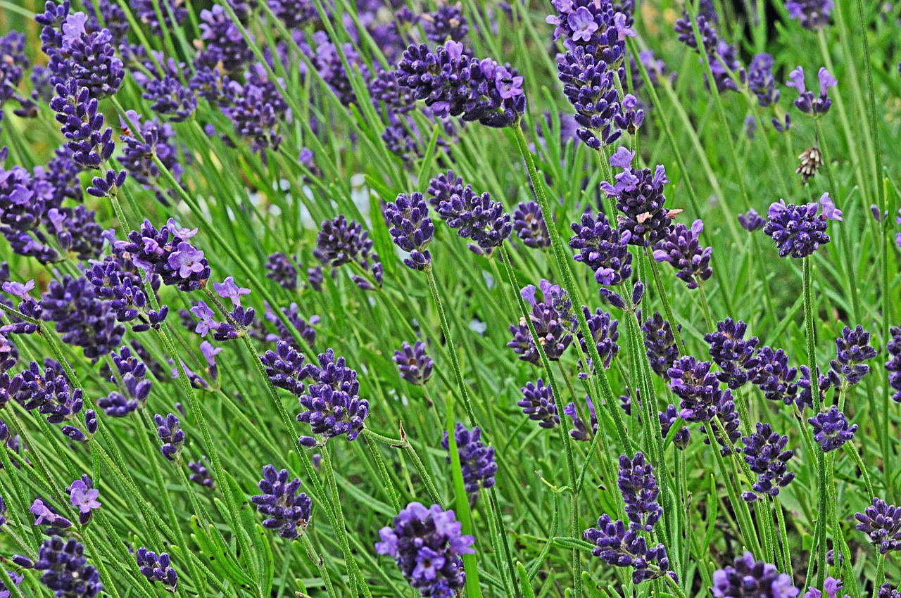 lavender garden blossom free photo