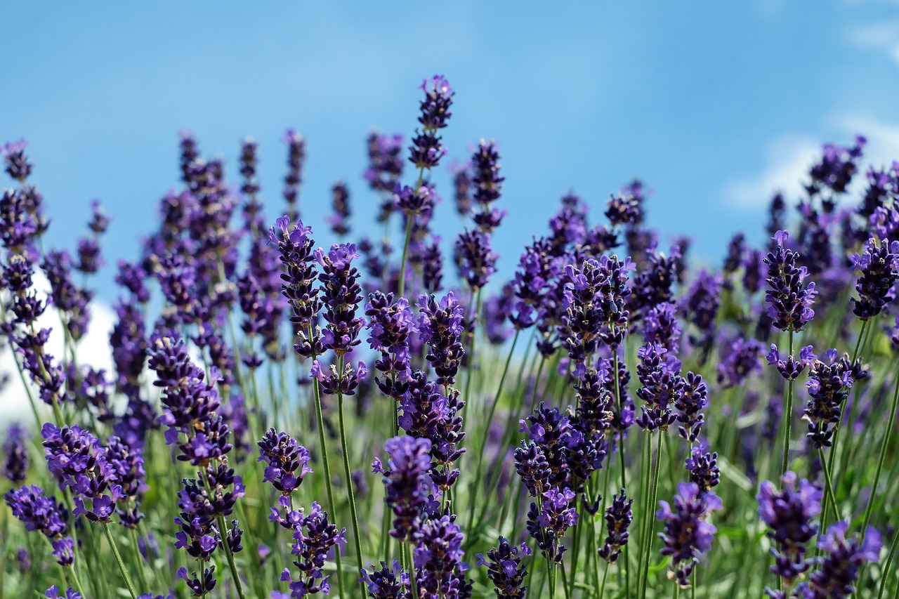 lavender flowers bloom free photo