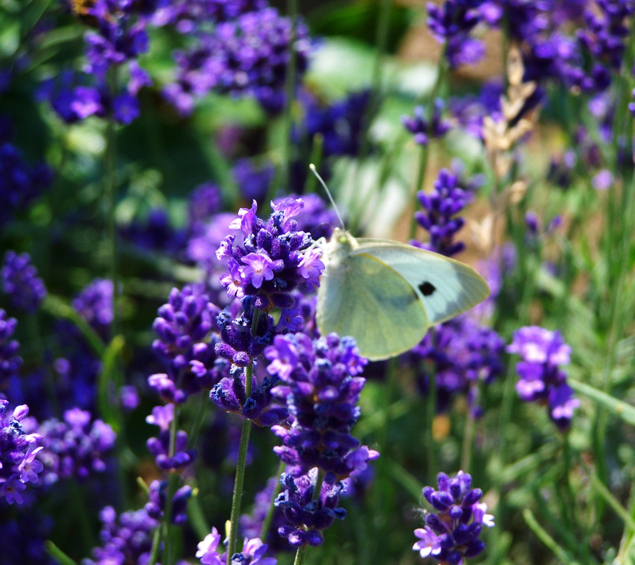 lavender purple flower summer flower free photo