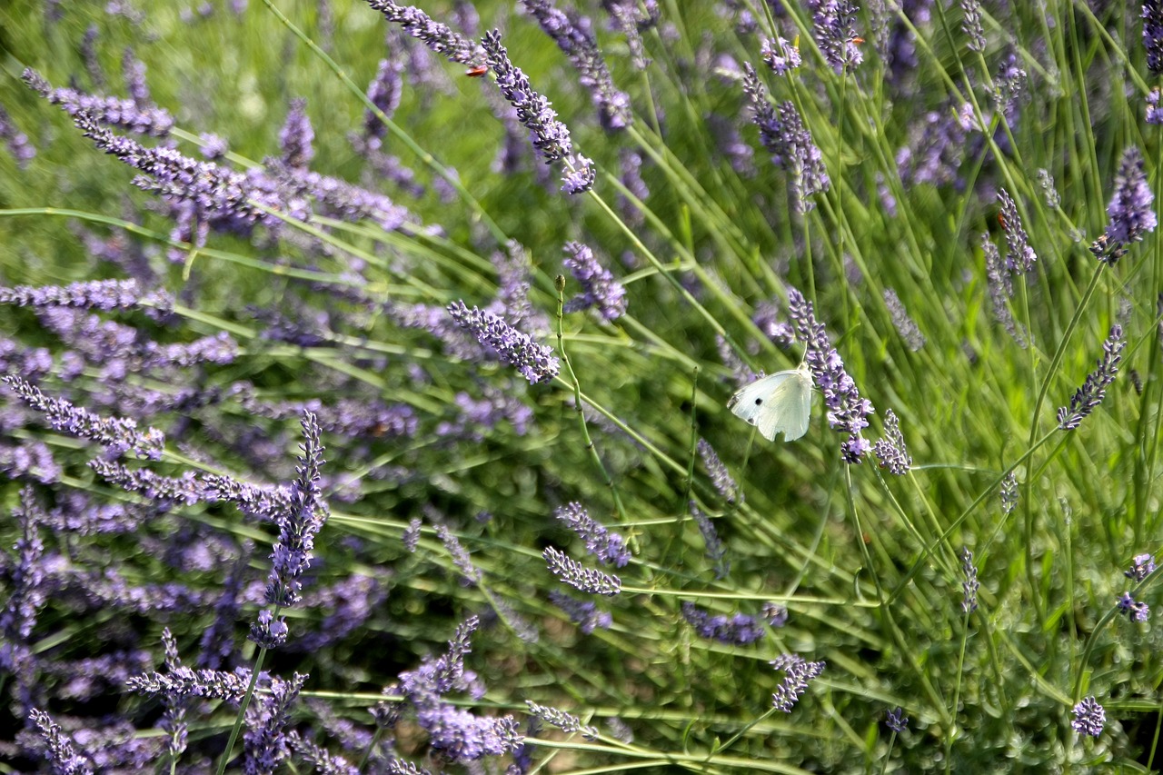 lavender butterfly flowers free photo