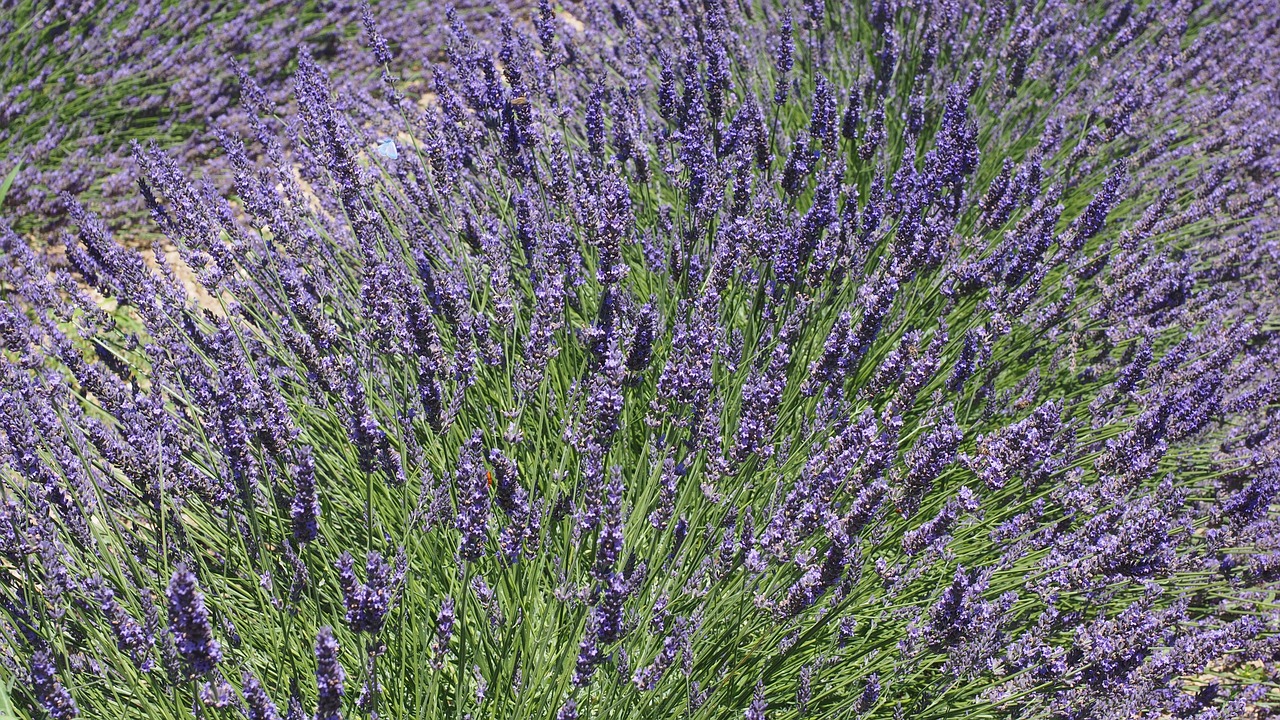 lavender lavender blossom violet free photo
