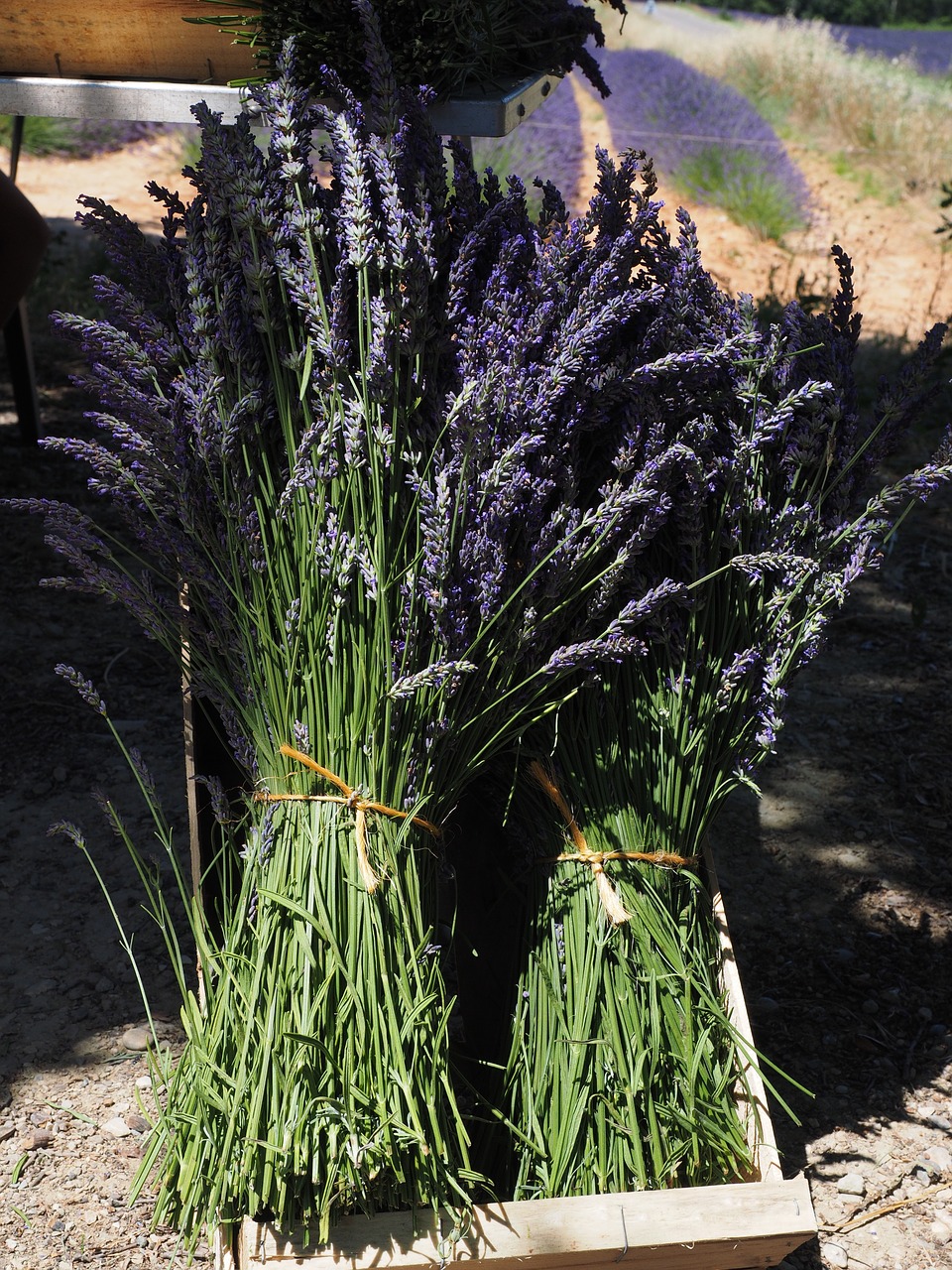 lavender lavender bunches tufts free photo