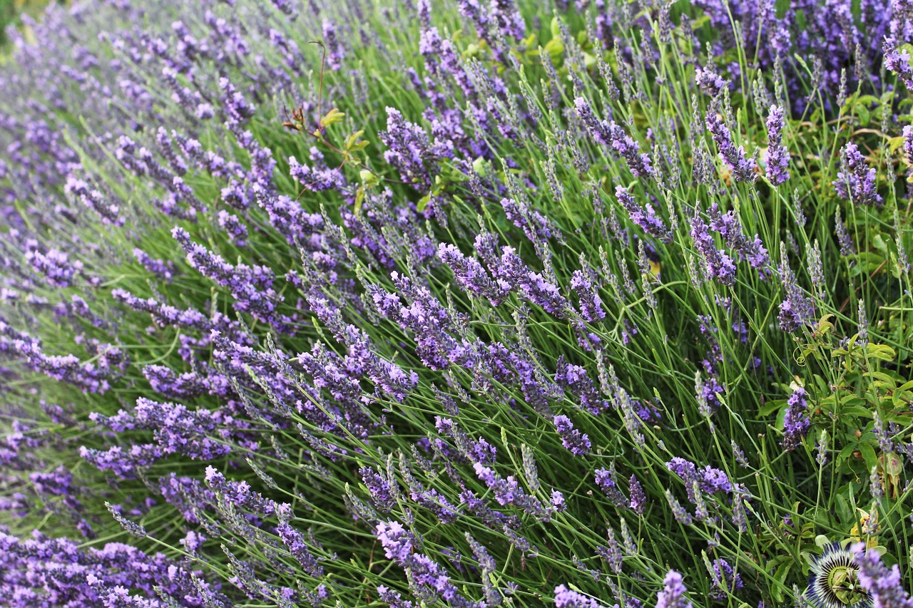 lavender provence france free photo