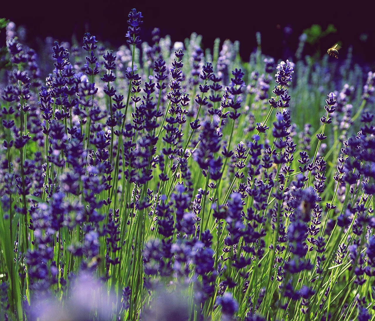 lavender fragrant purple free photo