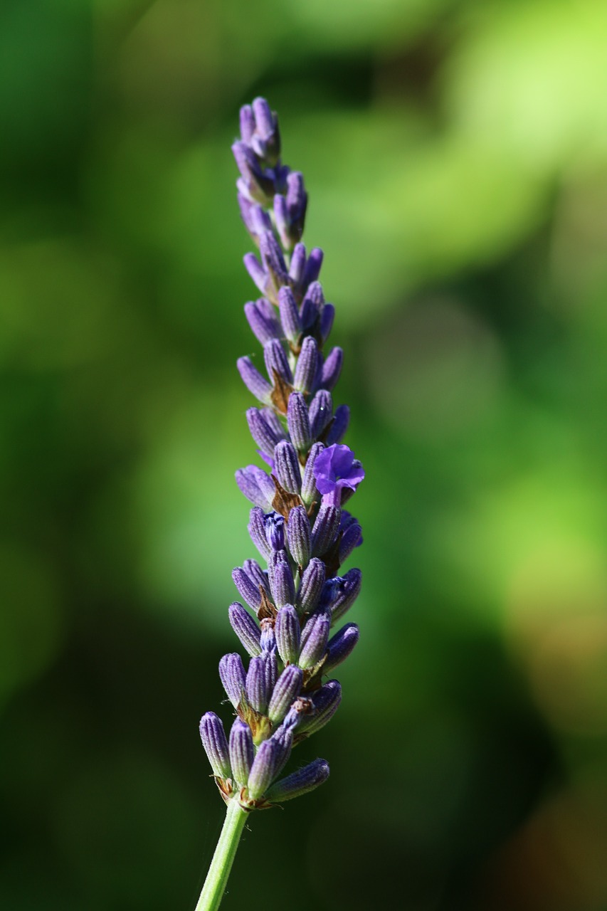 lavender branch flower free photo