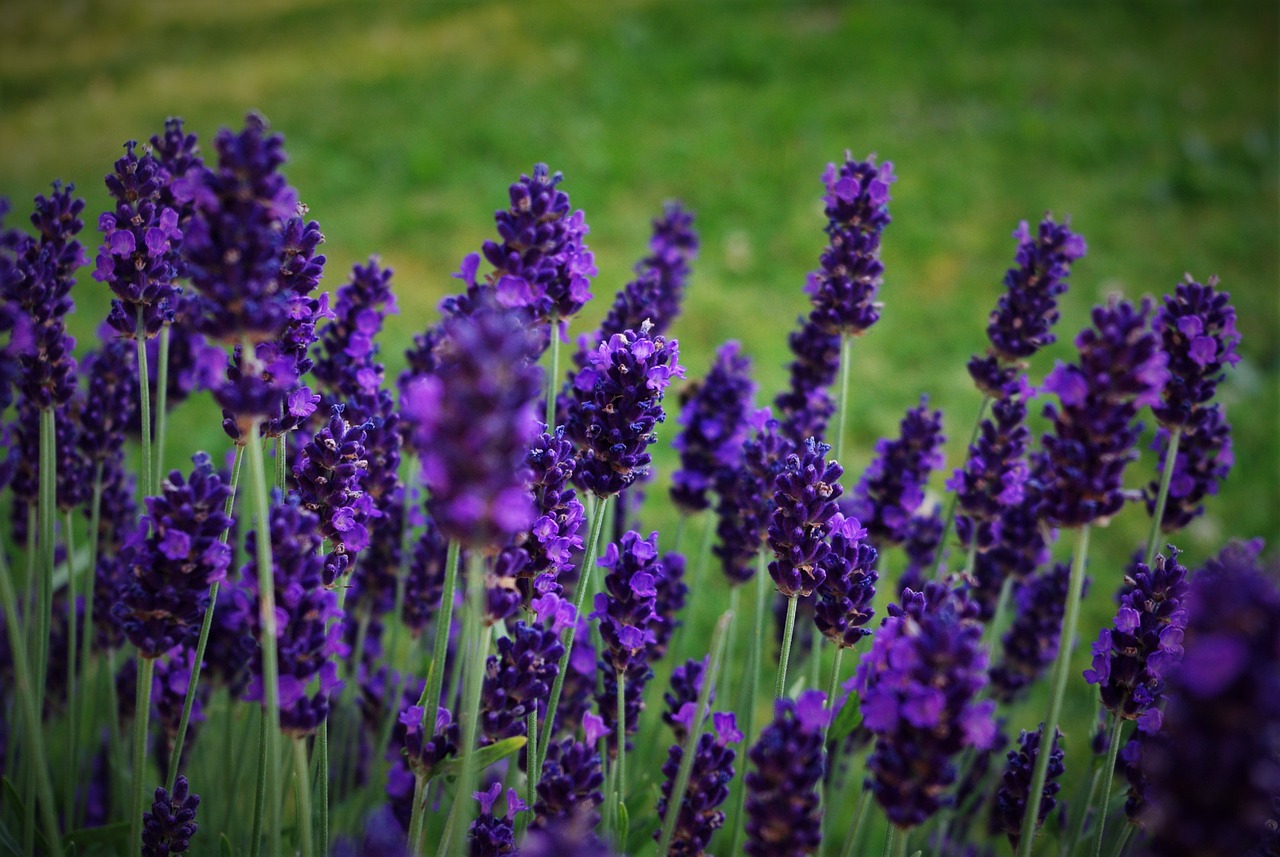 lavender plant nature free photo