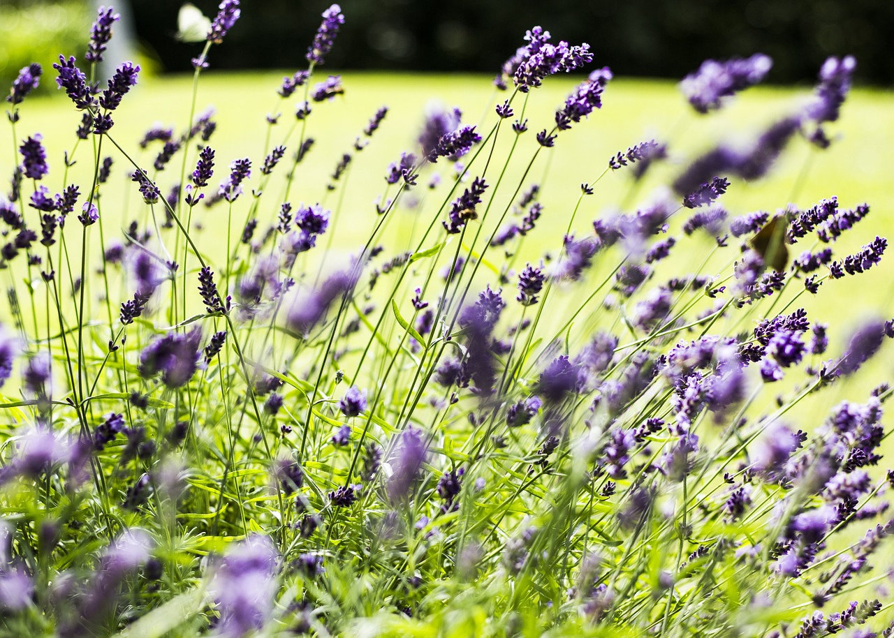 lavender flower plant free photo