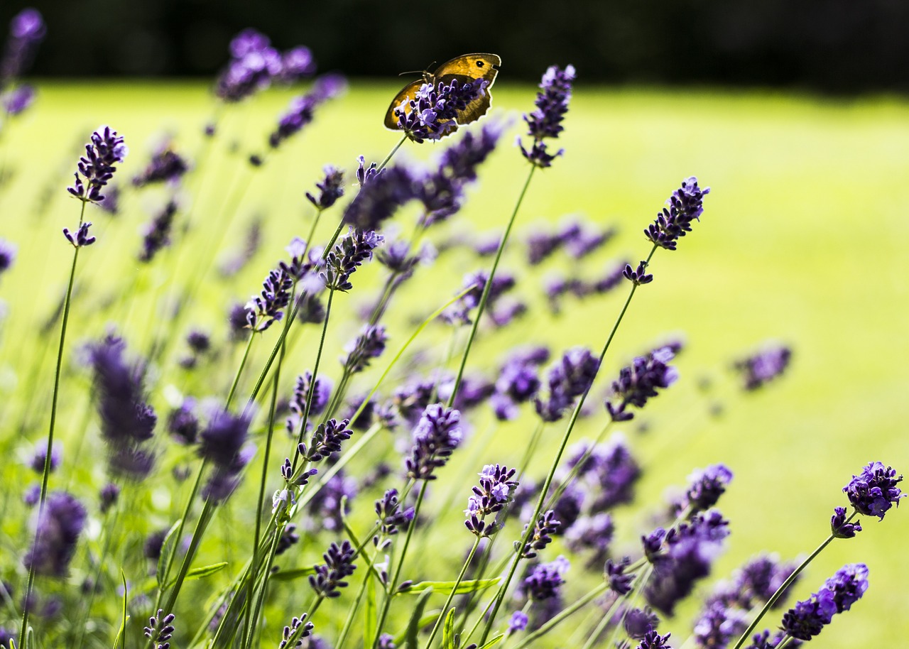 lavender flower plant free photo