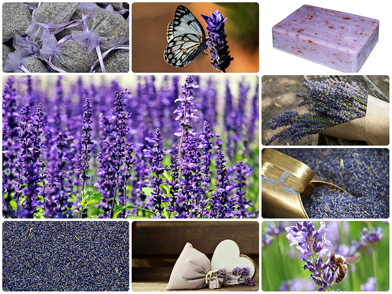 lavender collage lavender collage free photo