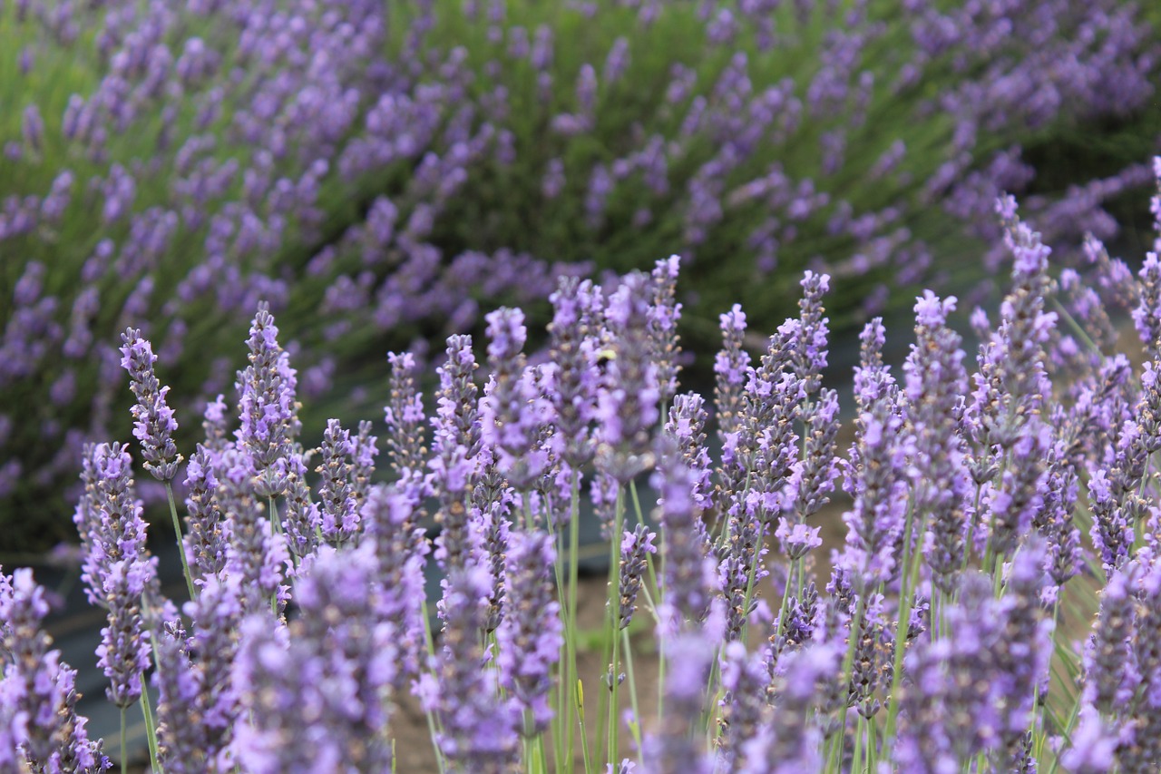 lavender herb flower free photo