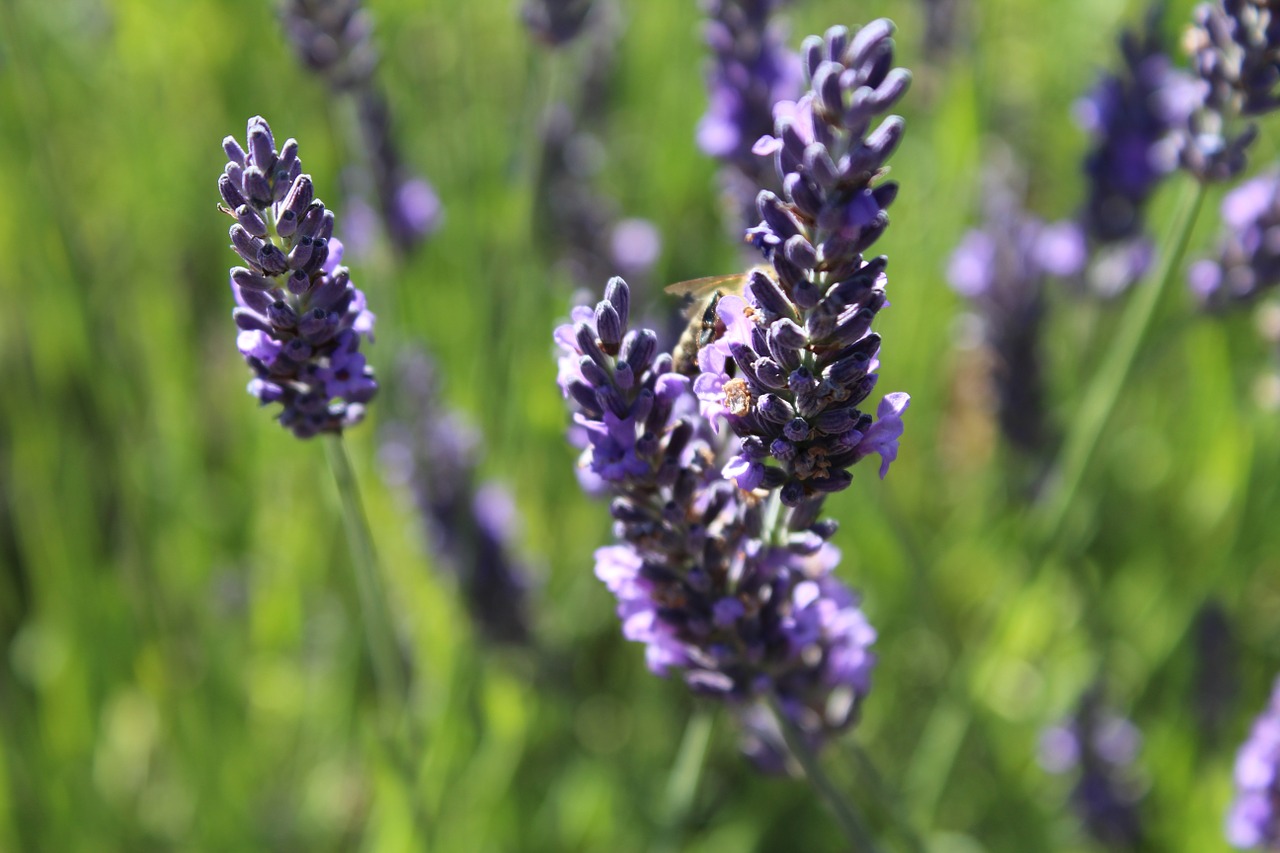 lavender herb flower free photo