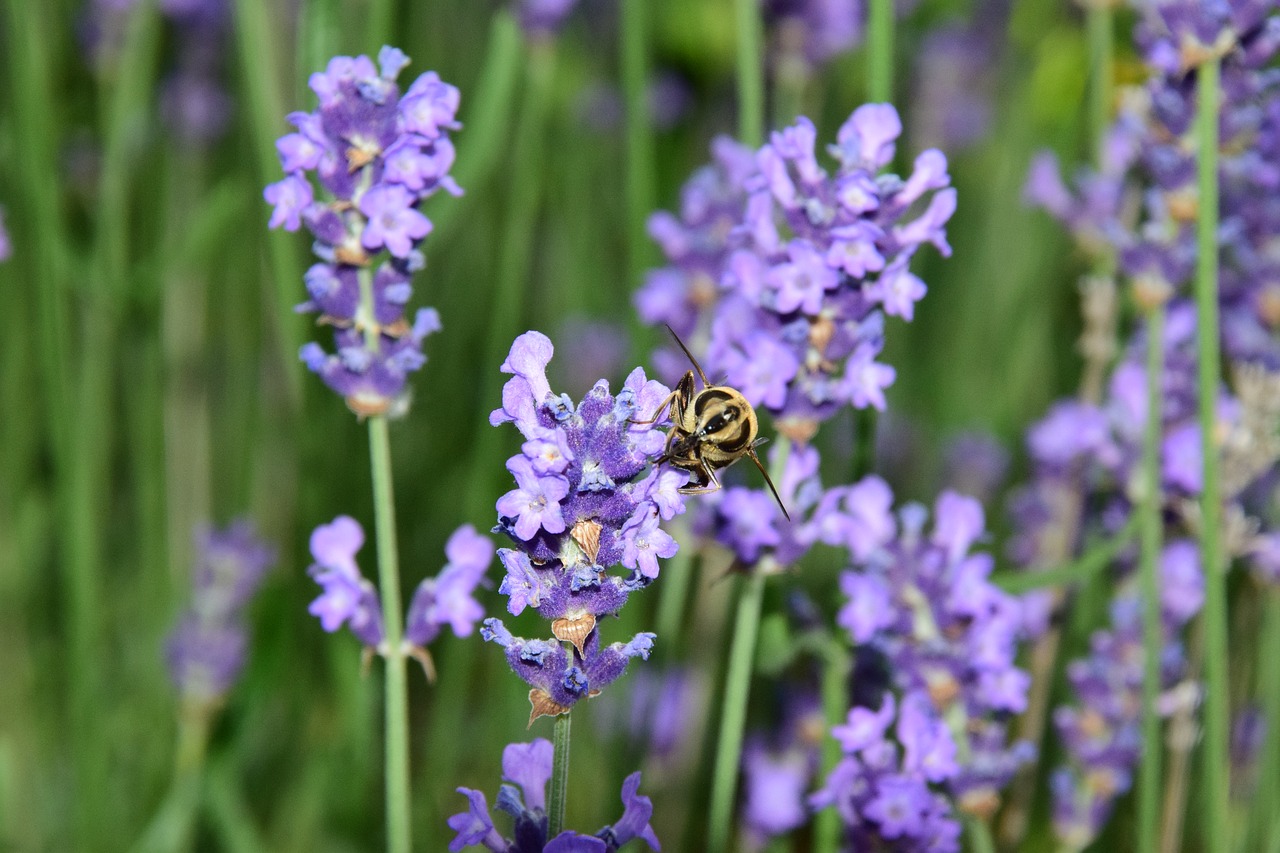 lavender bee nature free photo