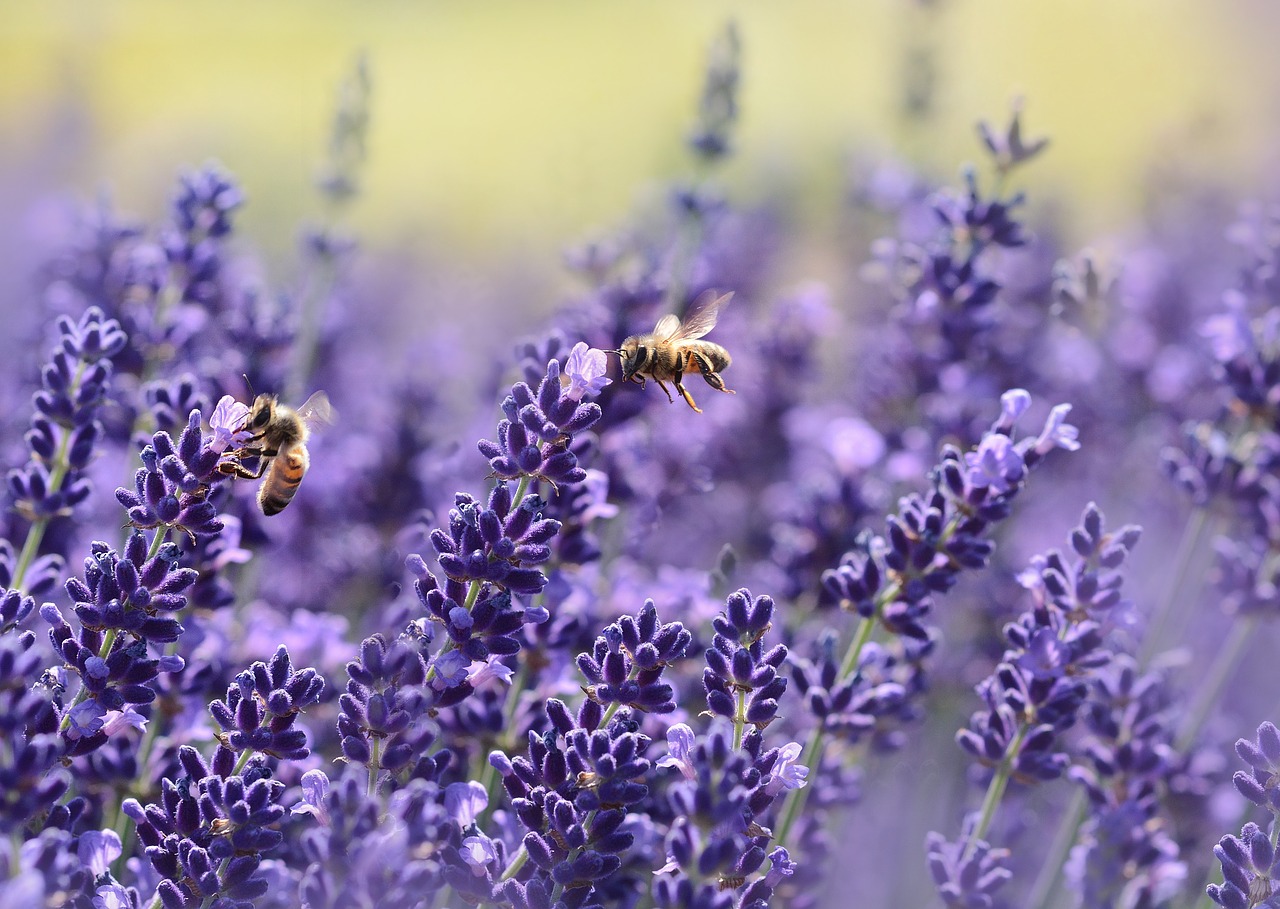 lavender bee summer free photo