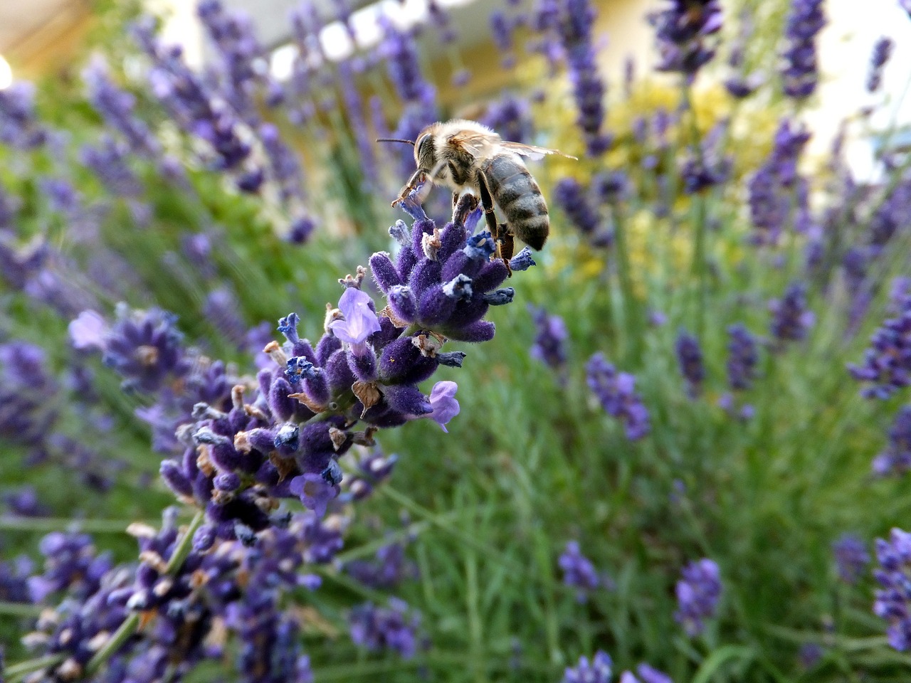 lavender bee macro free photo