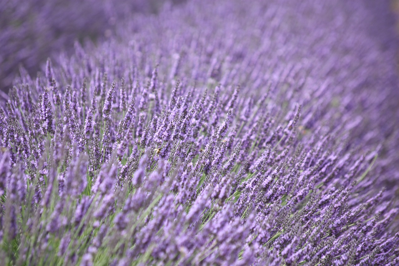 lavender purple flower free photo