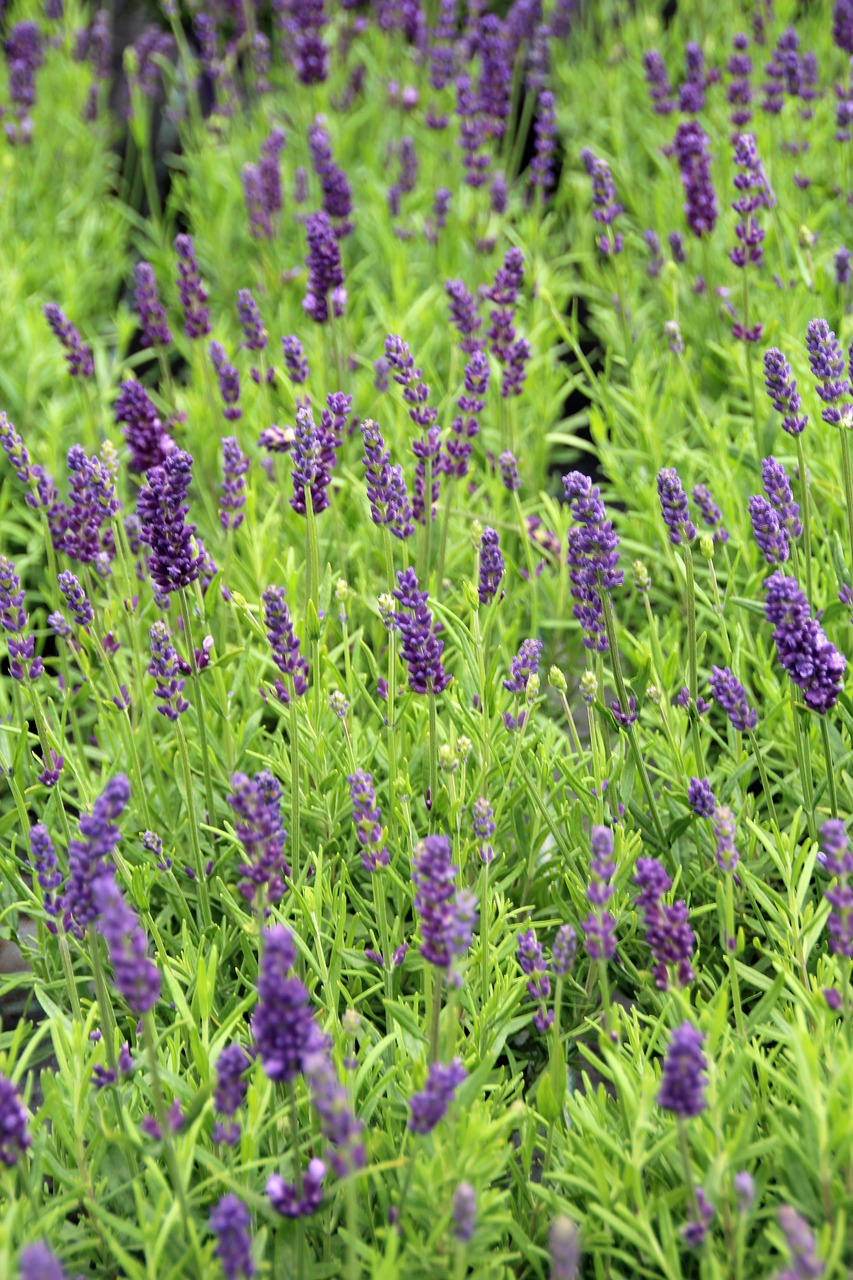 lavender fragrance lavender plant free photo