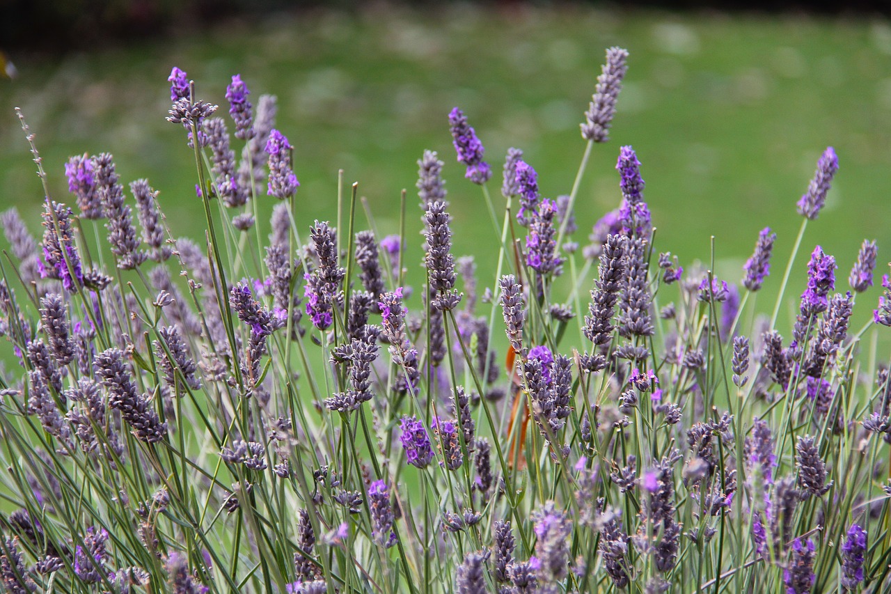 lavender farm beautiful free photo