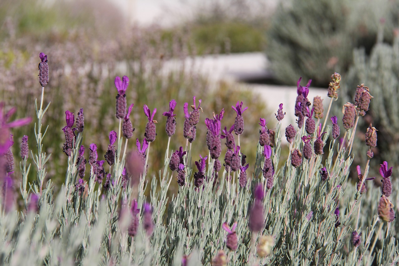 lavender farm beautiful free photo