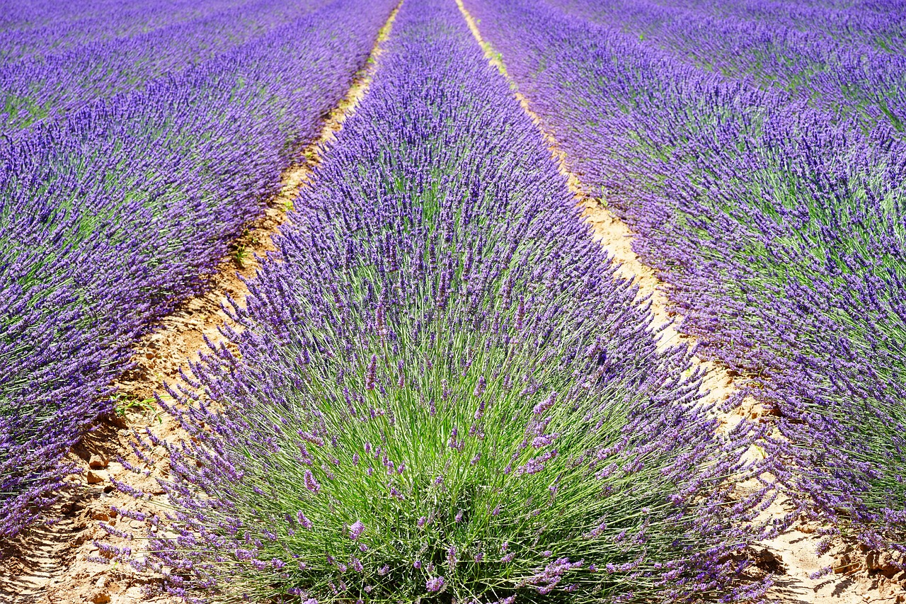lavender lavender field lavender flowers free photo
