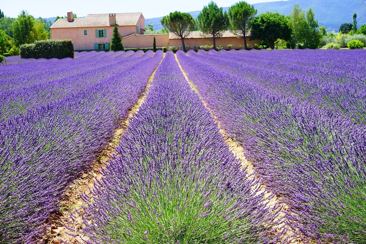 lavender estate property free photo