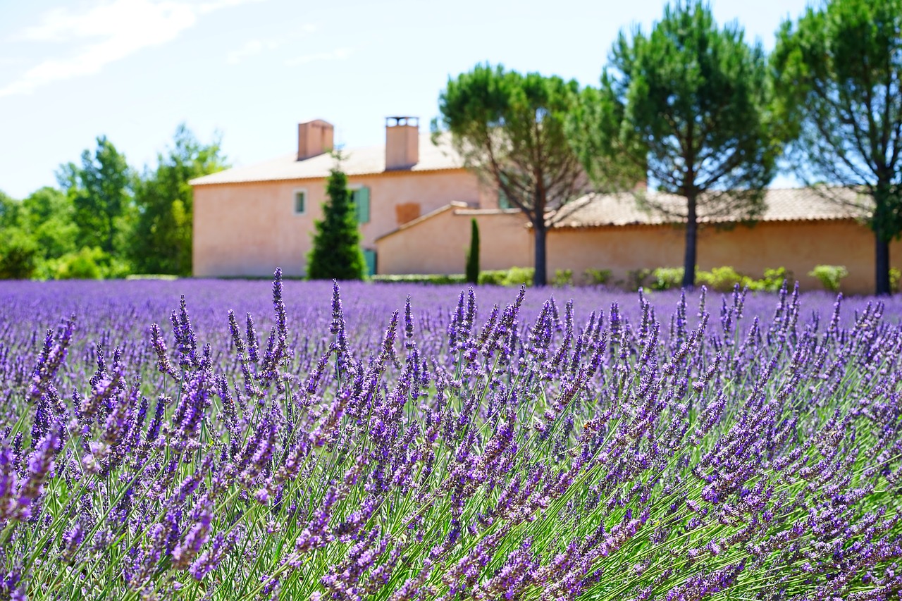 lavender estate property free photo