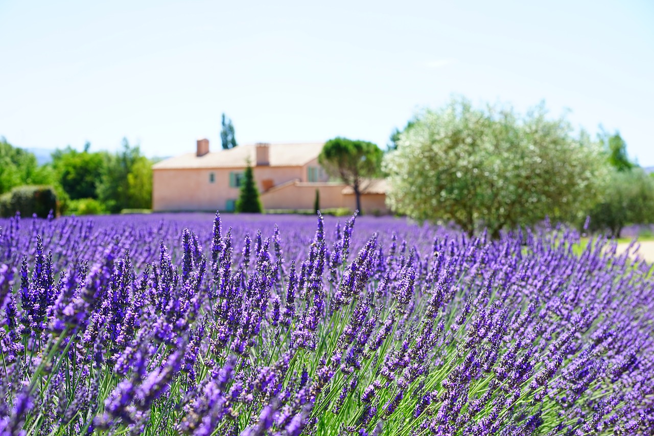 lavender estate property free photo