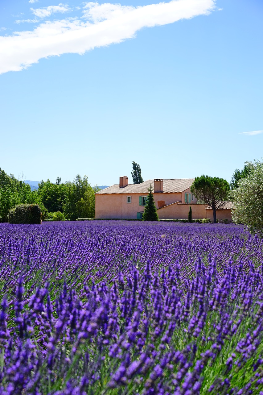 lavender estate property free photo