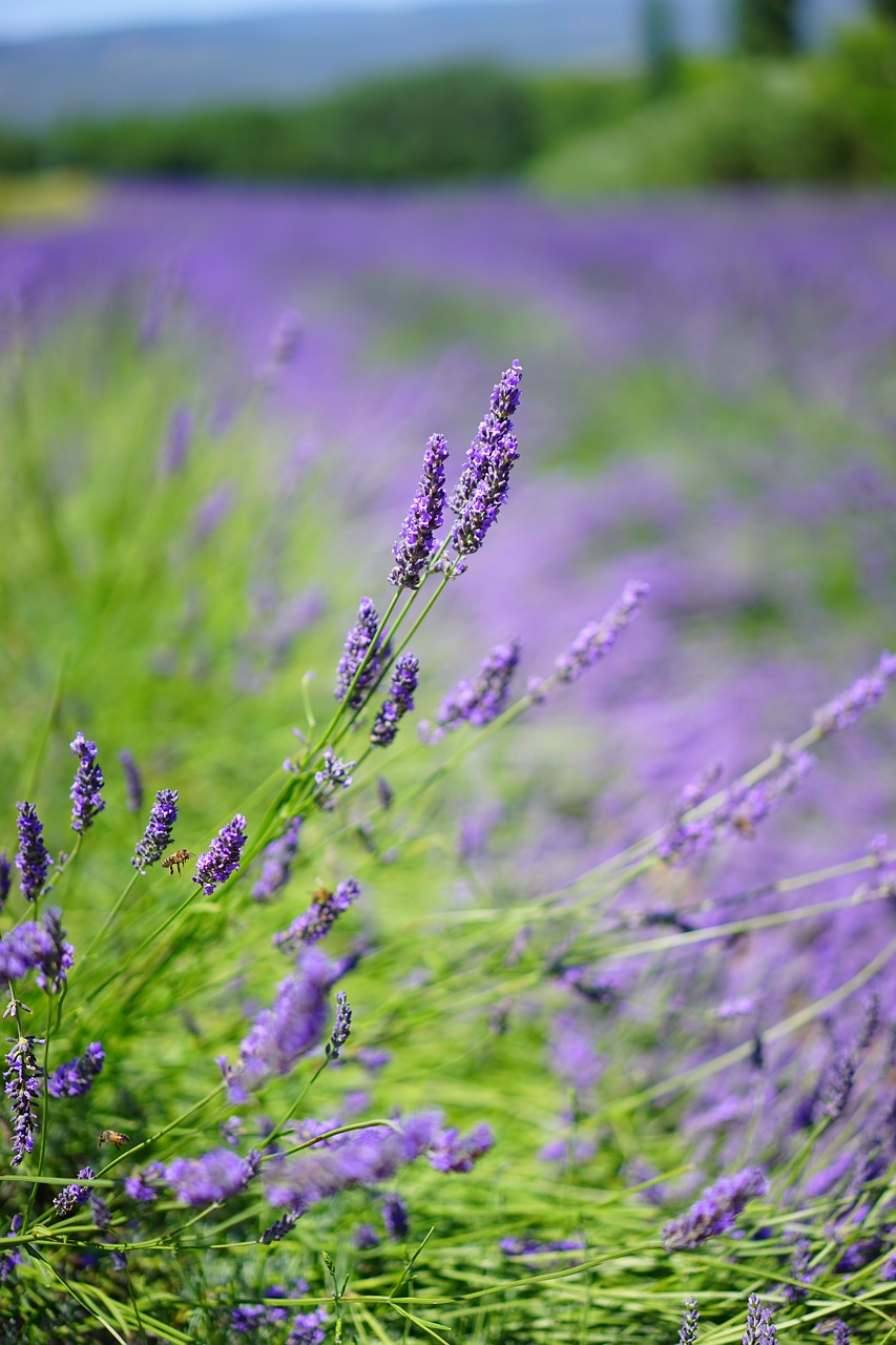 lavender lavender field lavender flowers free photo