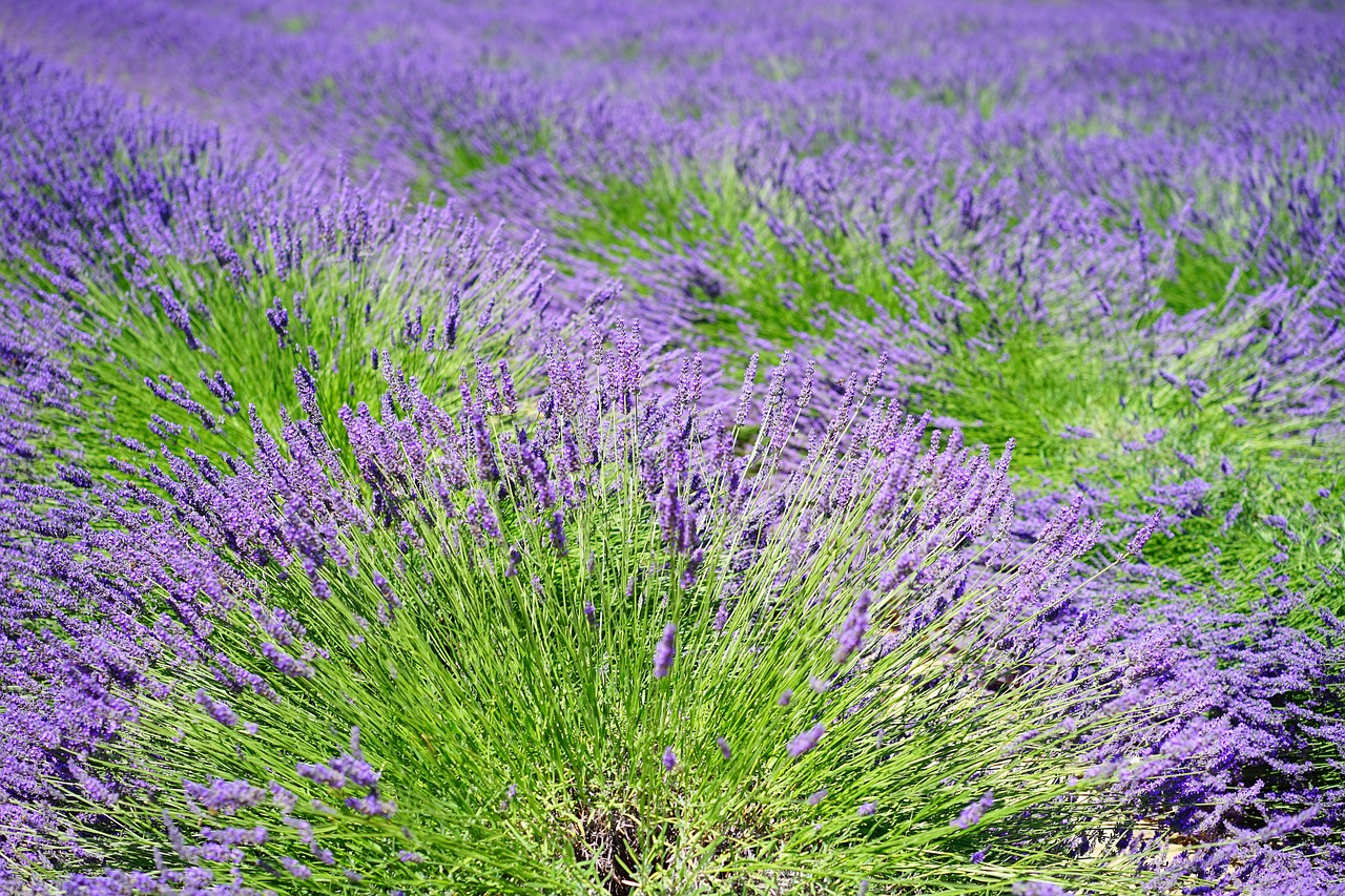 Lavender,lavender field,lavender flowers,blue,flowers - free image from ...