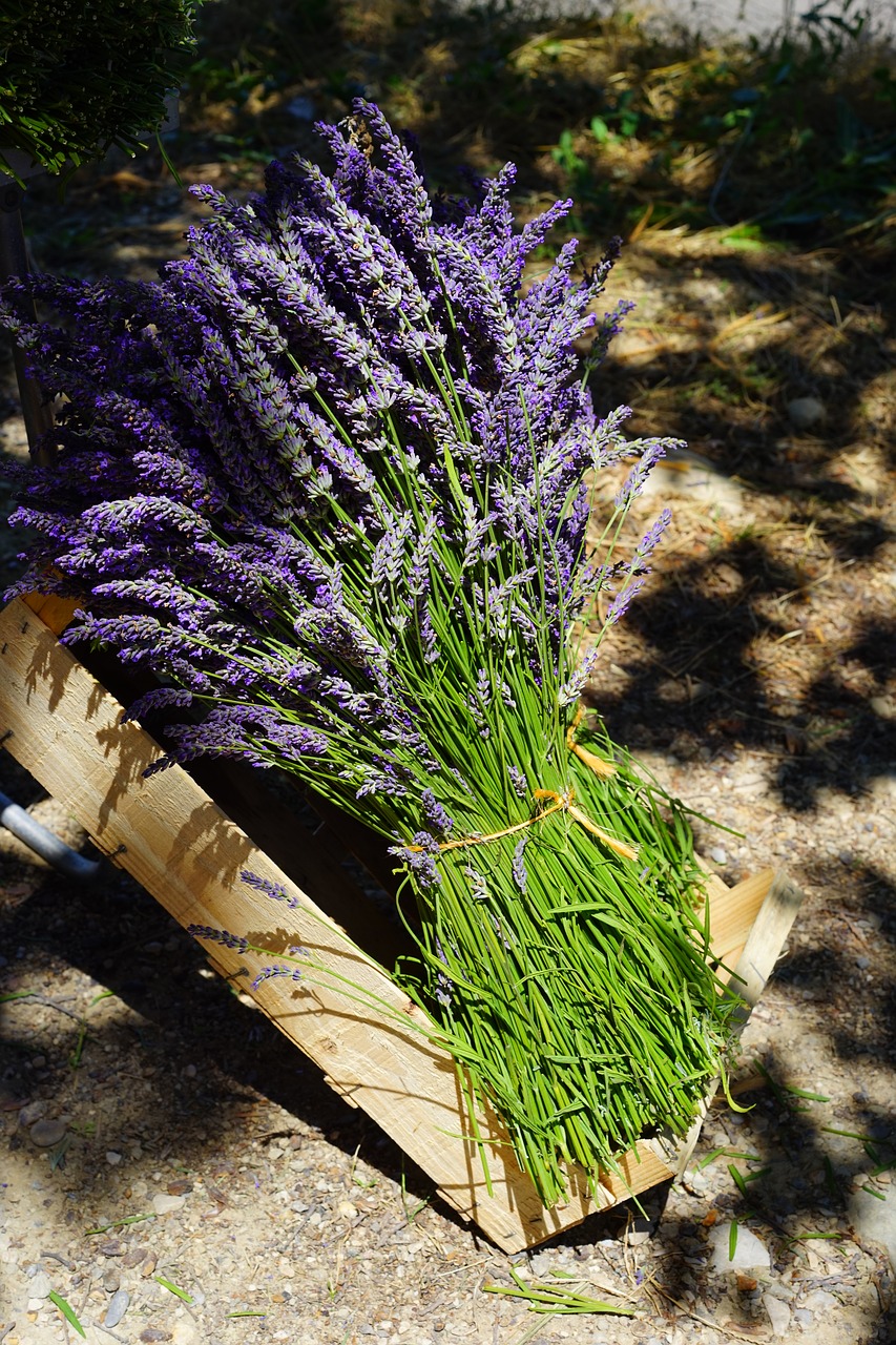 lavender tufts sale free photo