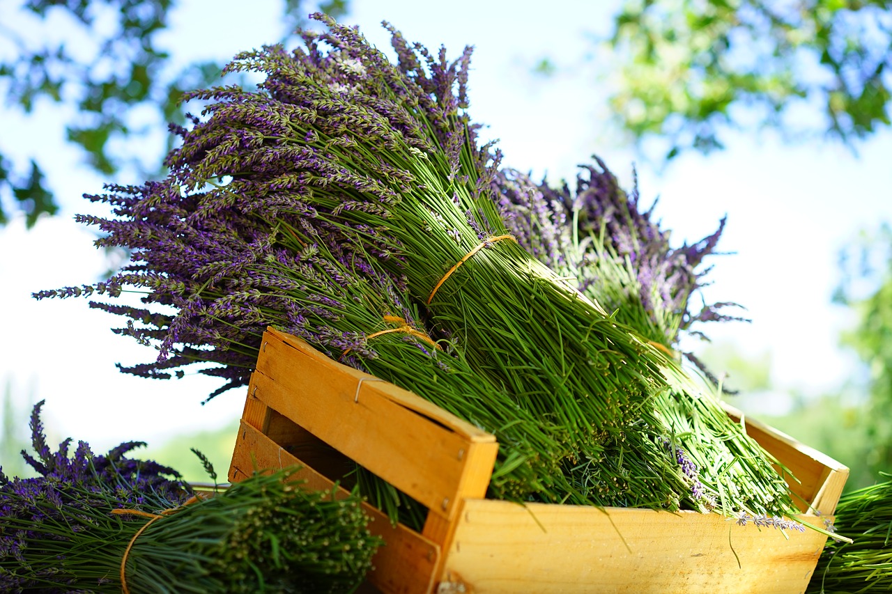 lavender tufts sale free photo