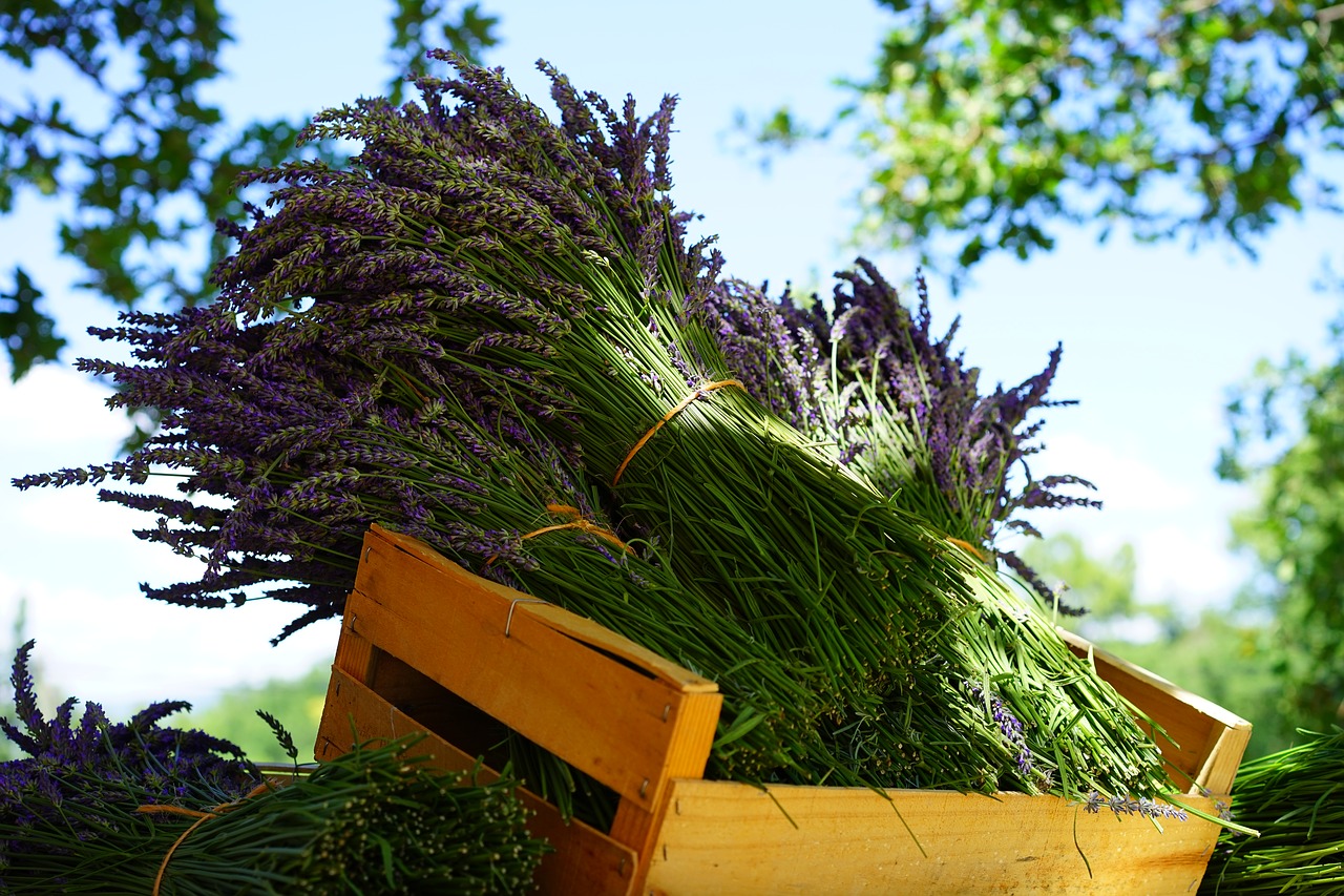 lavender tufts sale free photo