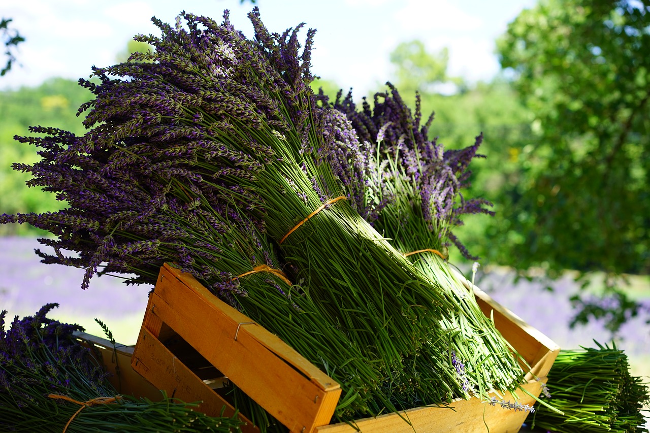 lavender tufts sale free photo