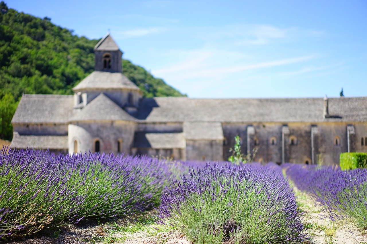 lavender lavender blossom lavender cultivation free photo