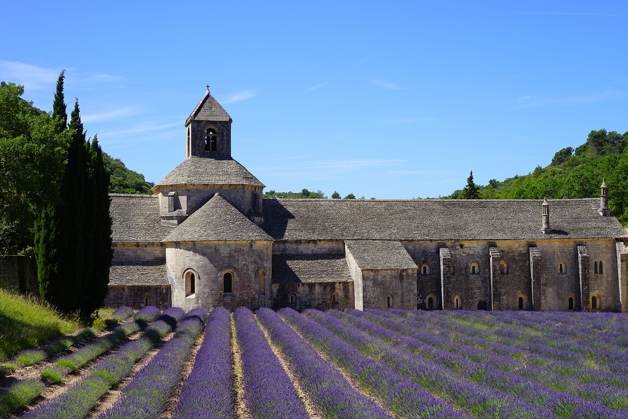 lavender lavender field lavender cultivation free photo