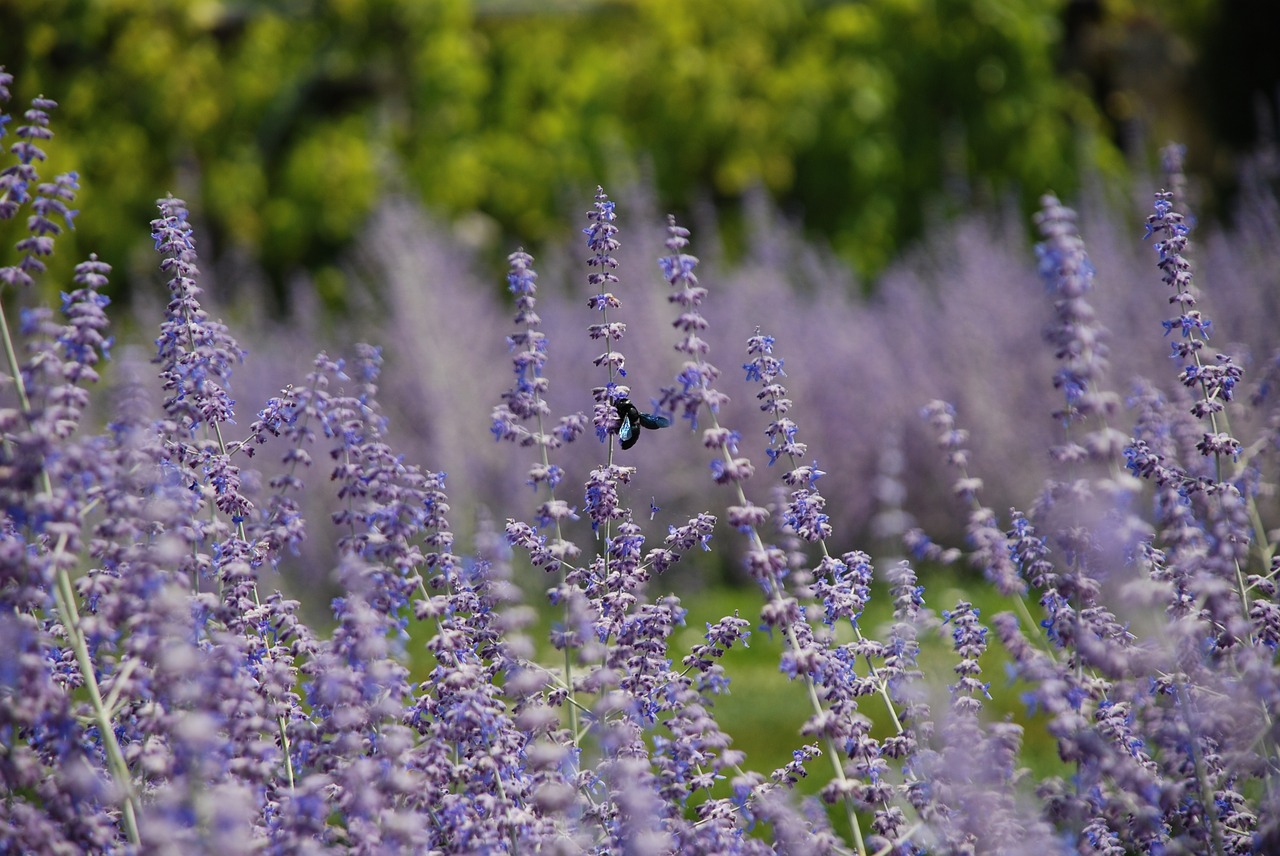 lavender garden insect free photo