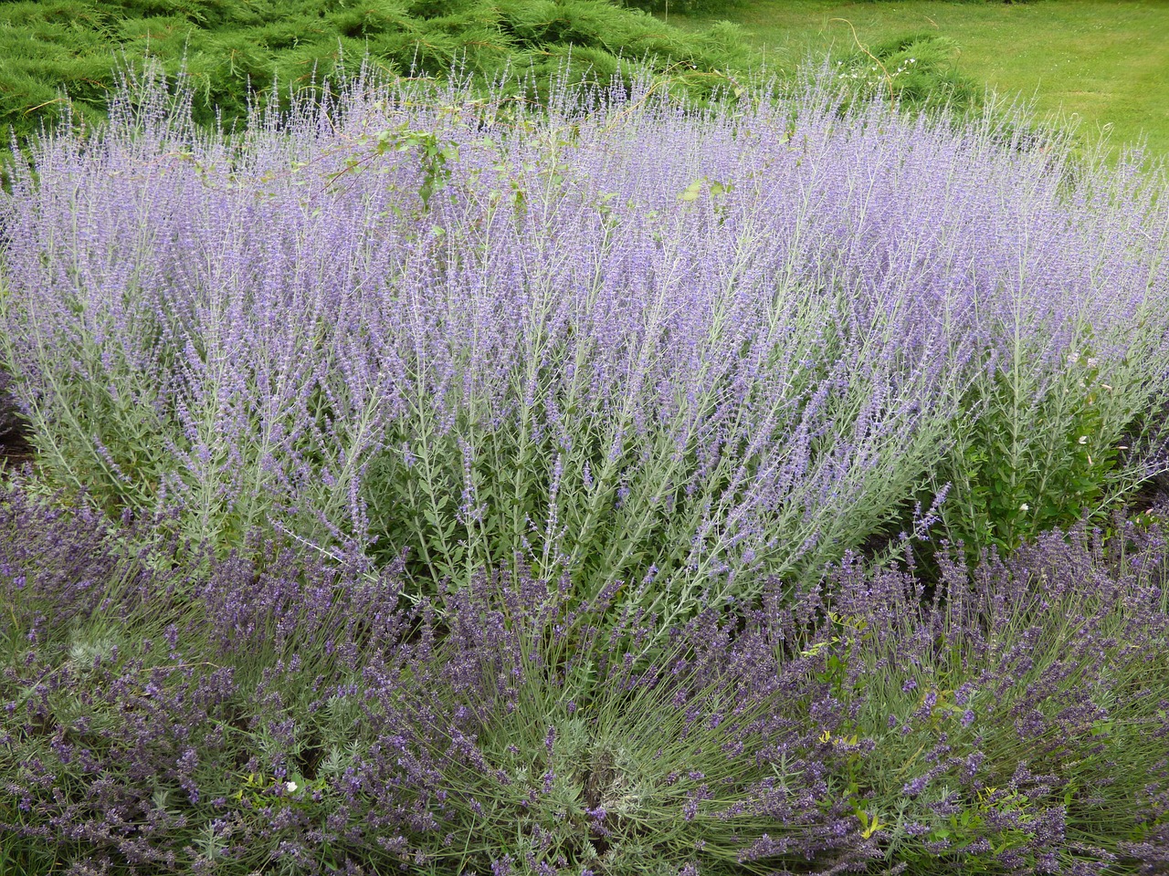 lavender plant nature free photo