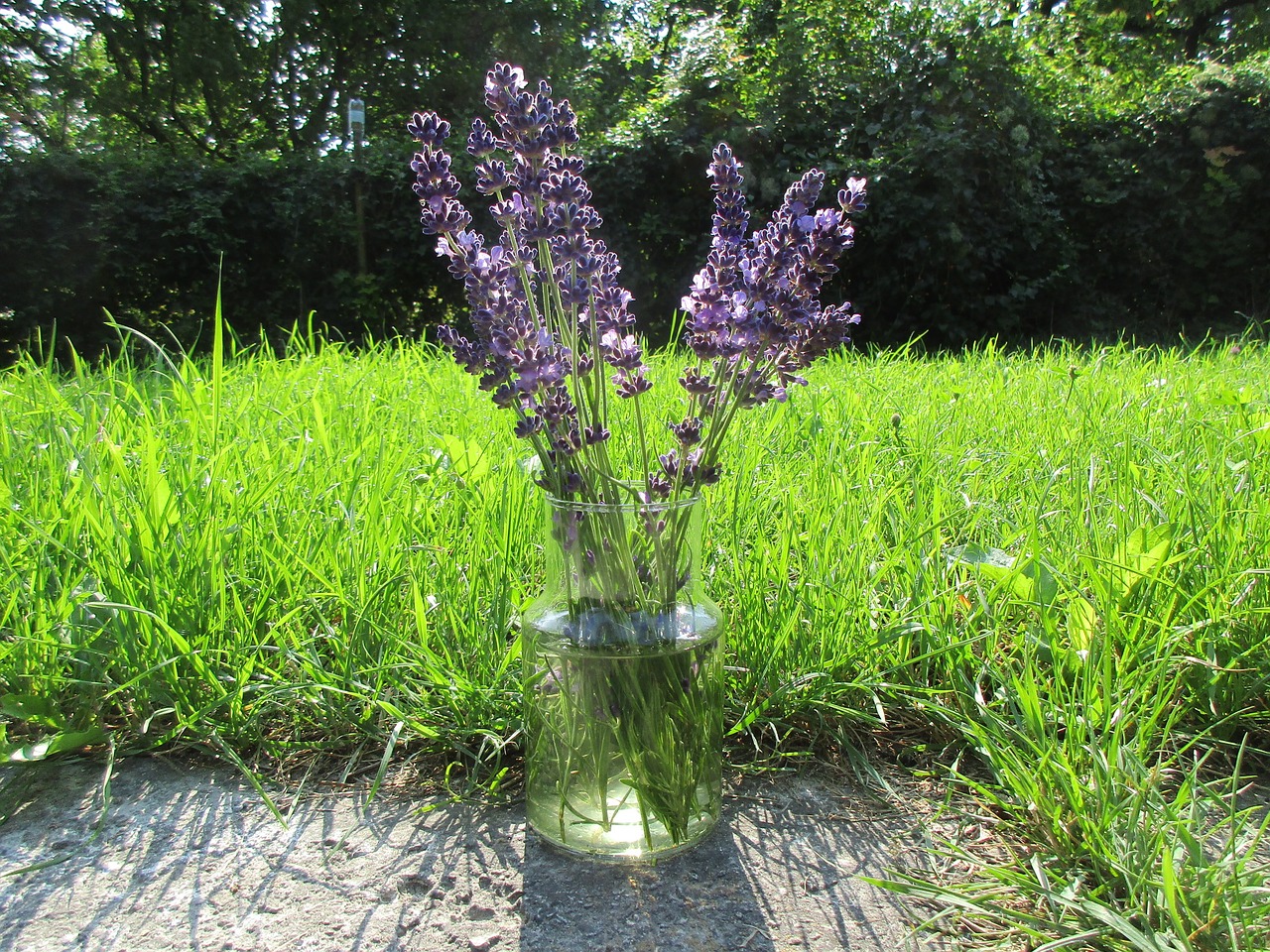 lavender grass bouquet free photo