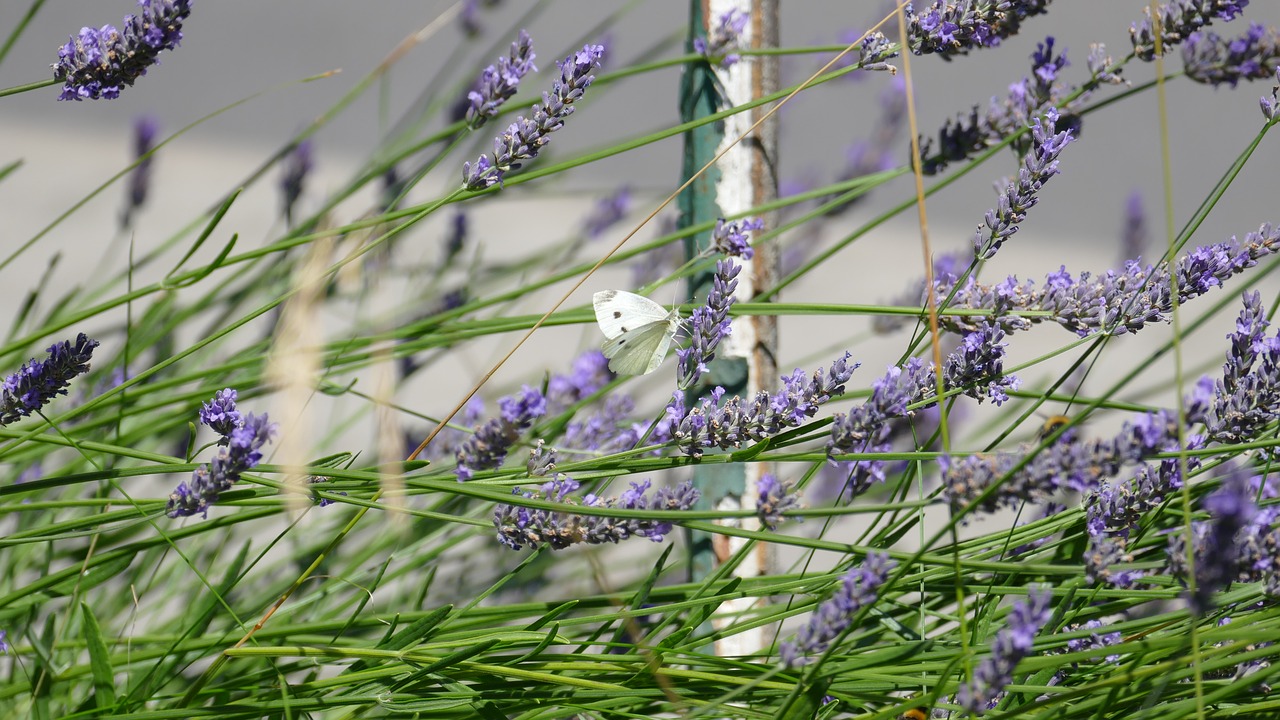 lavender bee purple free photo