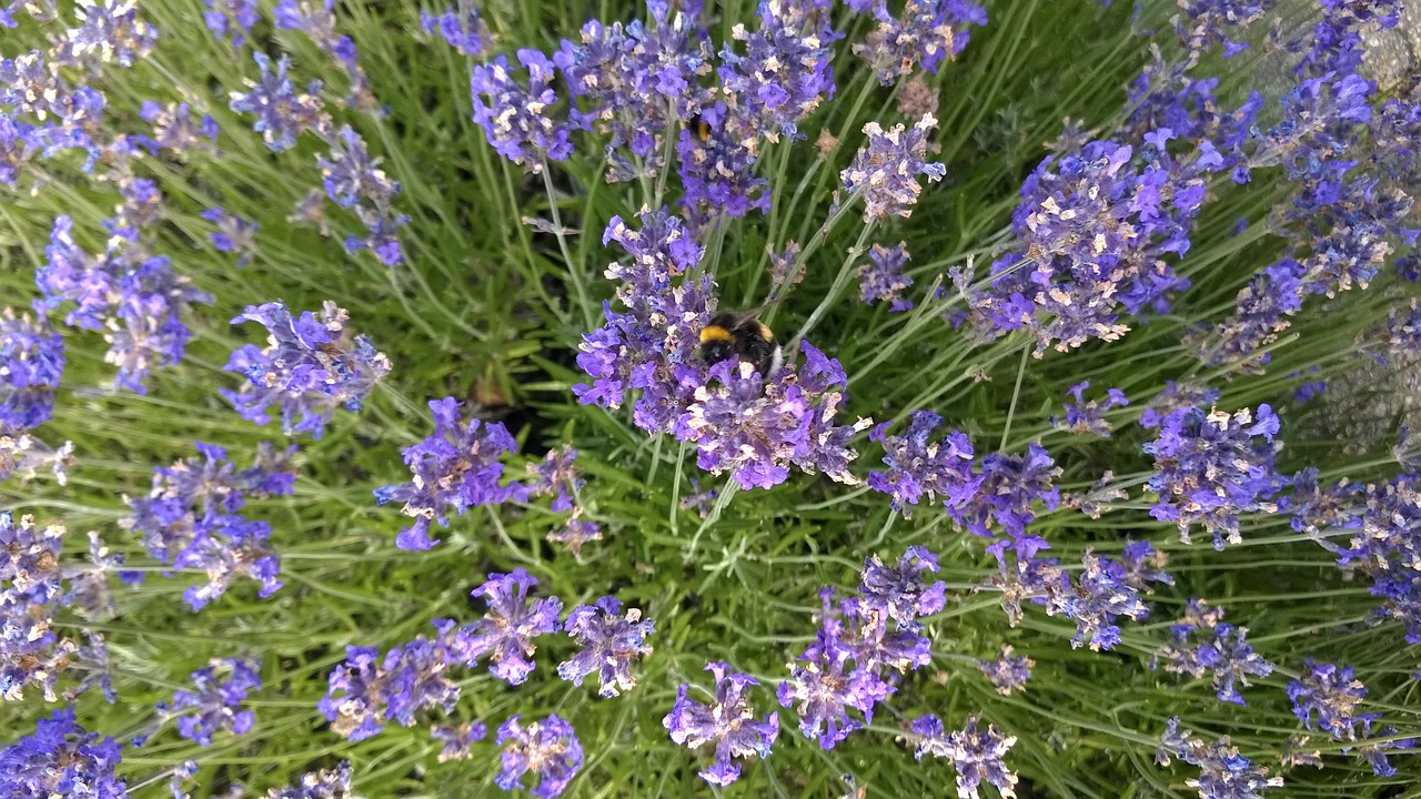 lavender bumblebee purple free photo
